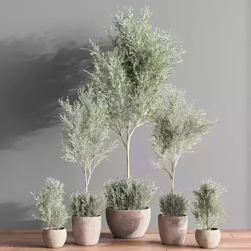 Indoor Plant olive Set 07