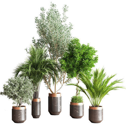 Indoor Plant Set 58 3D model