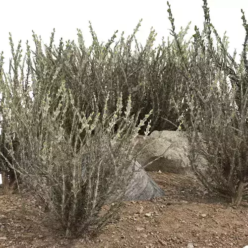 Silver Sagebrush Bushes Low-poly 3D model
