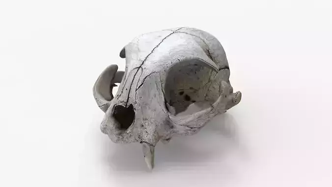 Real Cat Skull Scan