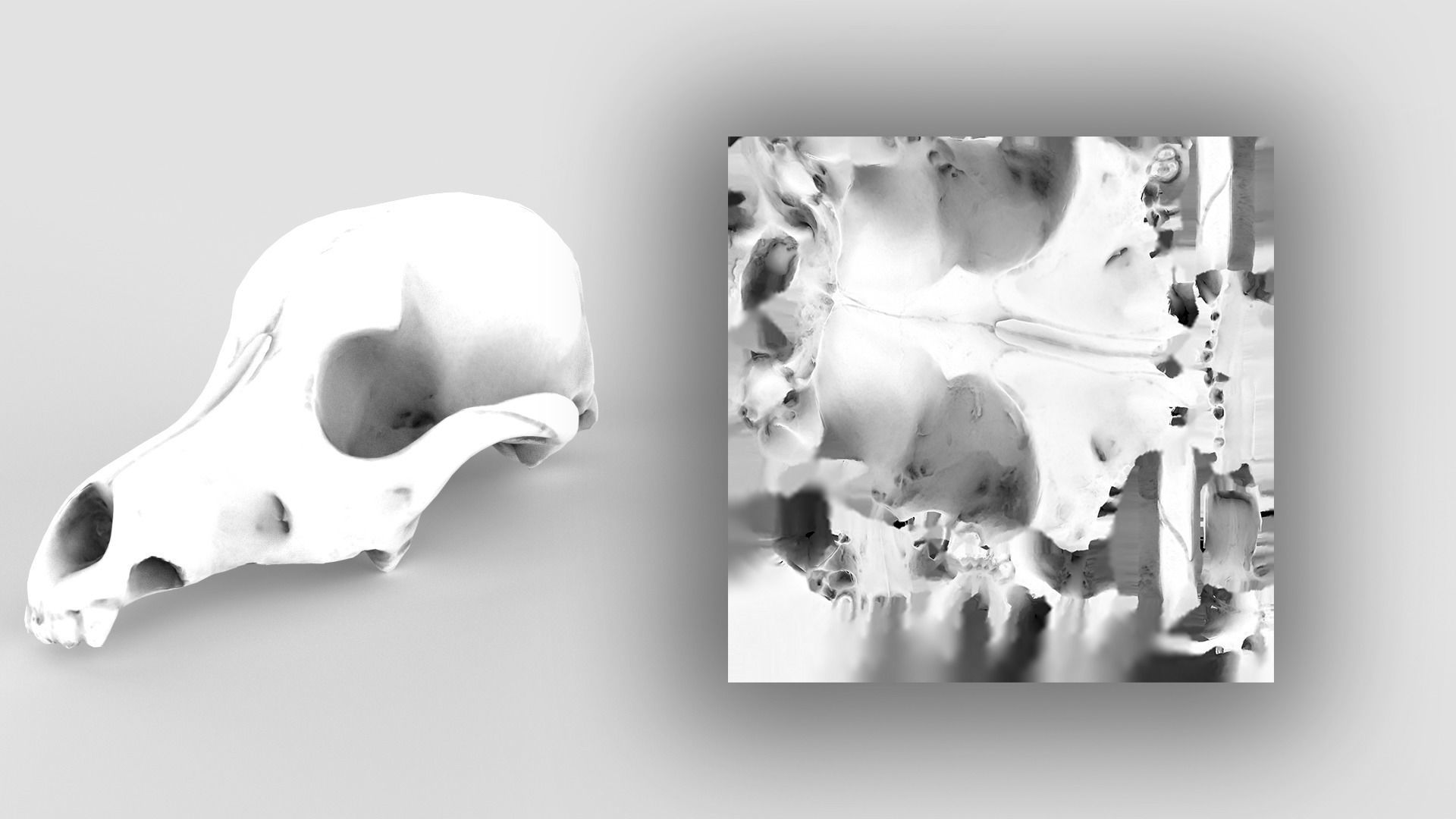 Real Dog Skull Scan Low-poly 3D model_20