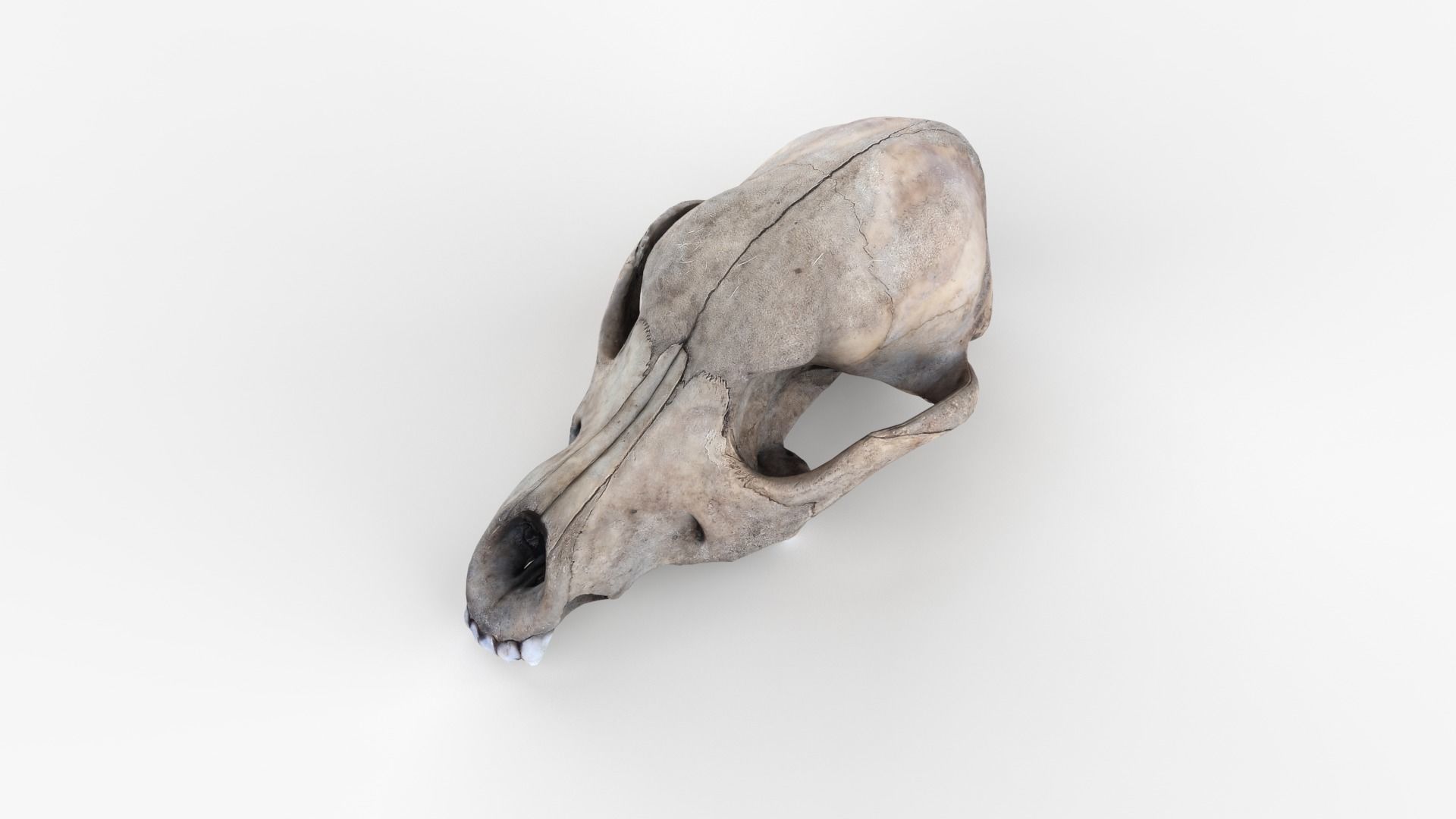 Real Dog Skull Scan Low-poly 3D model_10