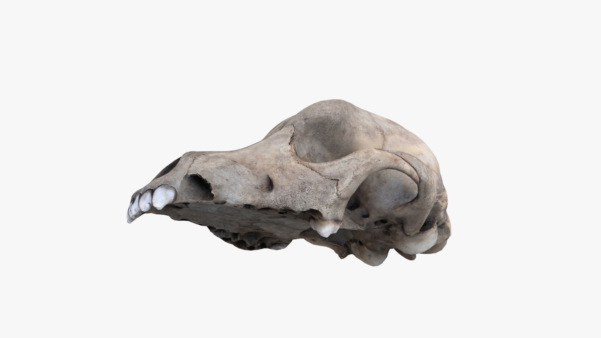 Real Dog Skull Scan Low-poly 3D model_7