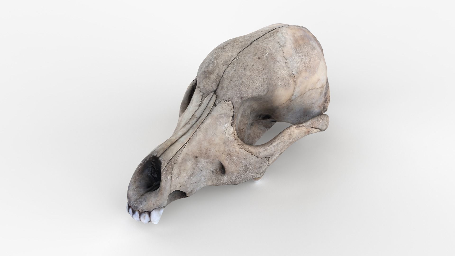 Real Dog Skull Scan Low-poly 3D model_8