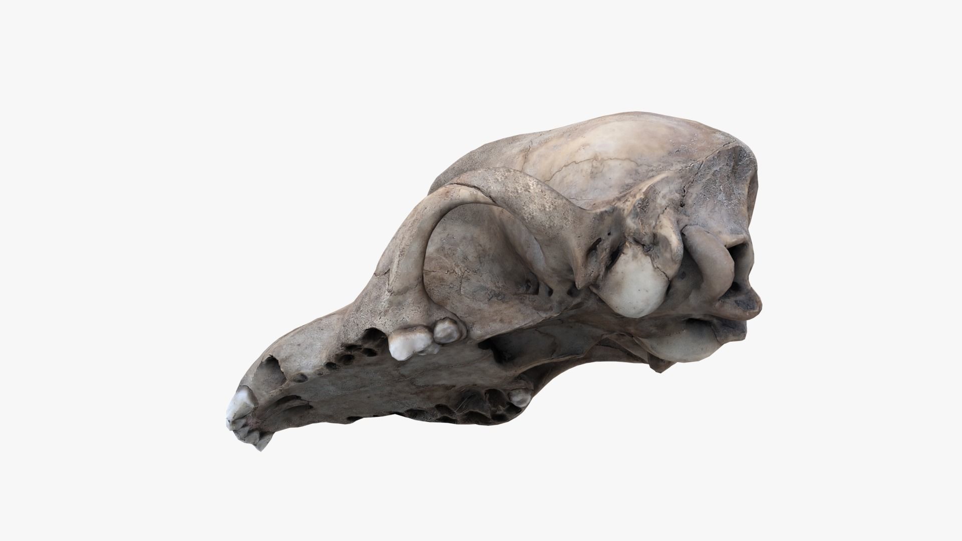 Real Dog Skull Scan Low-poly 3D model_6