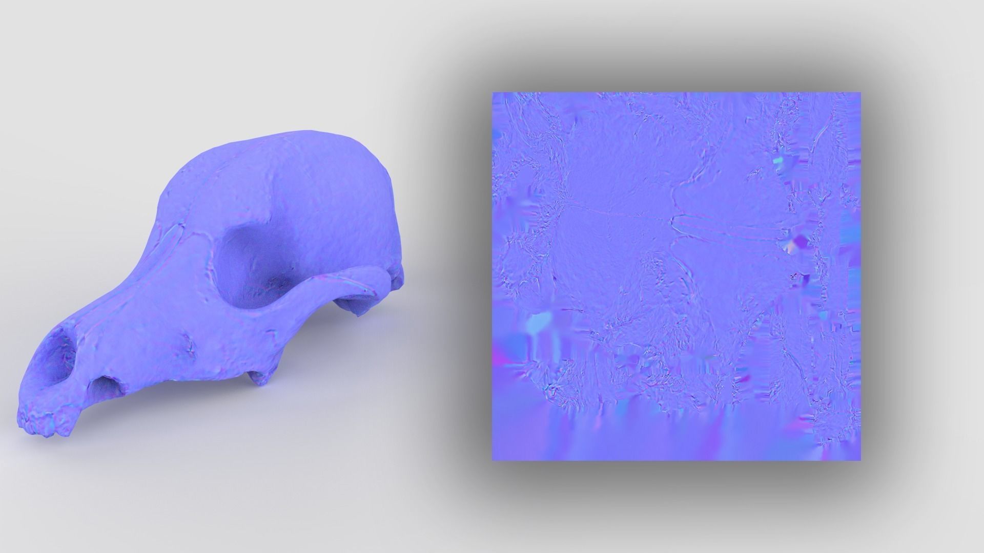 Real Dog Skull Scan Low-poly 3D model_19