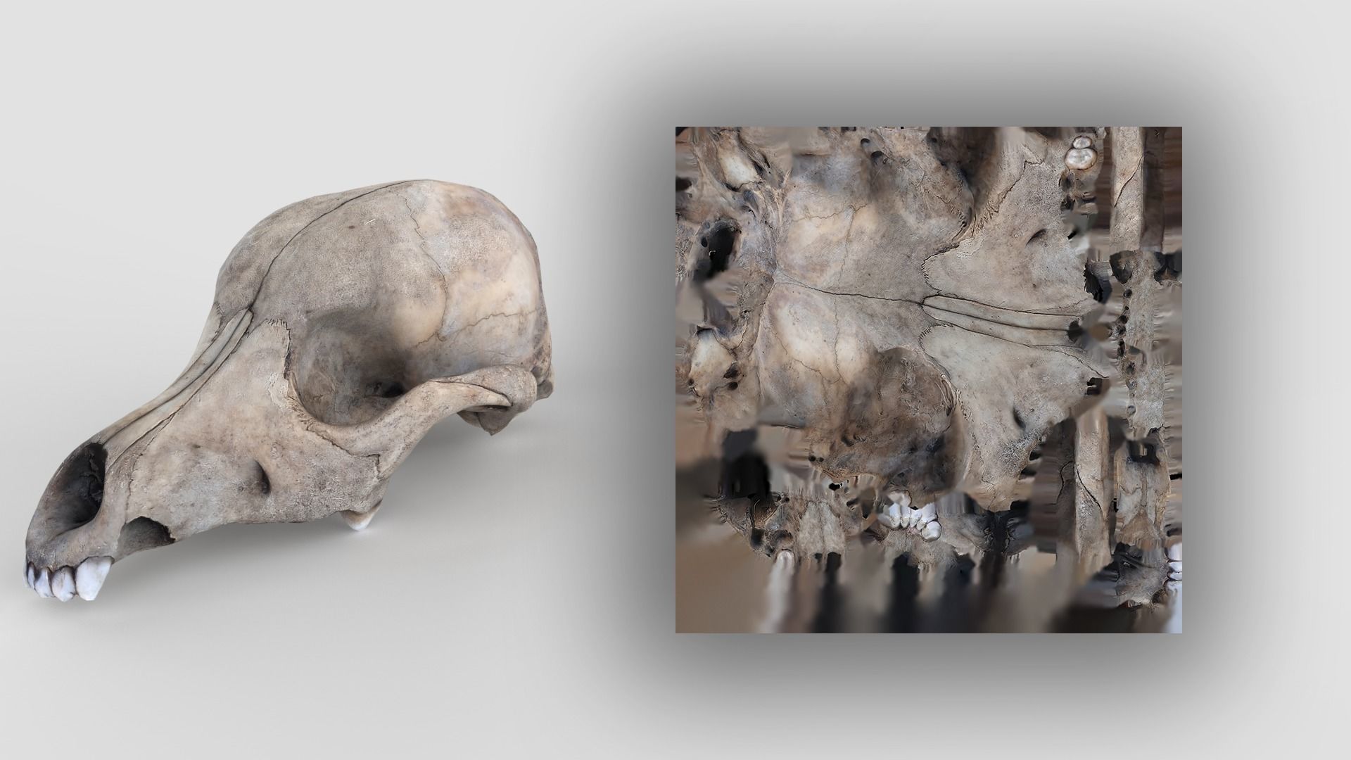 Real Dog Skull Scan Low-poly 3D model_18