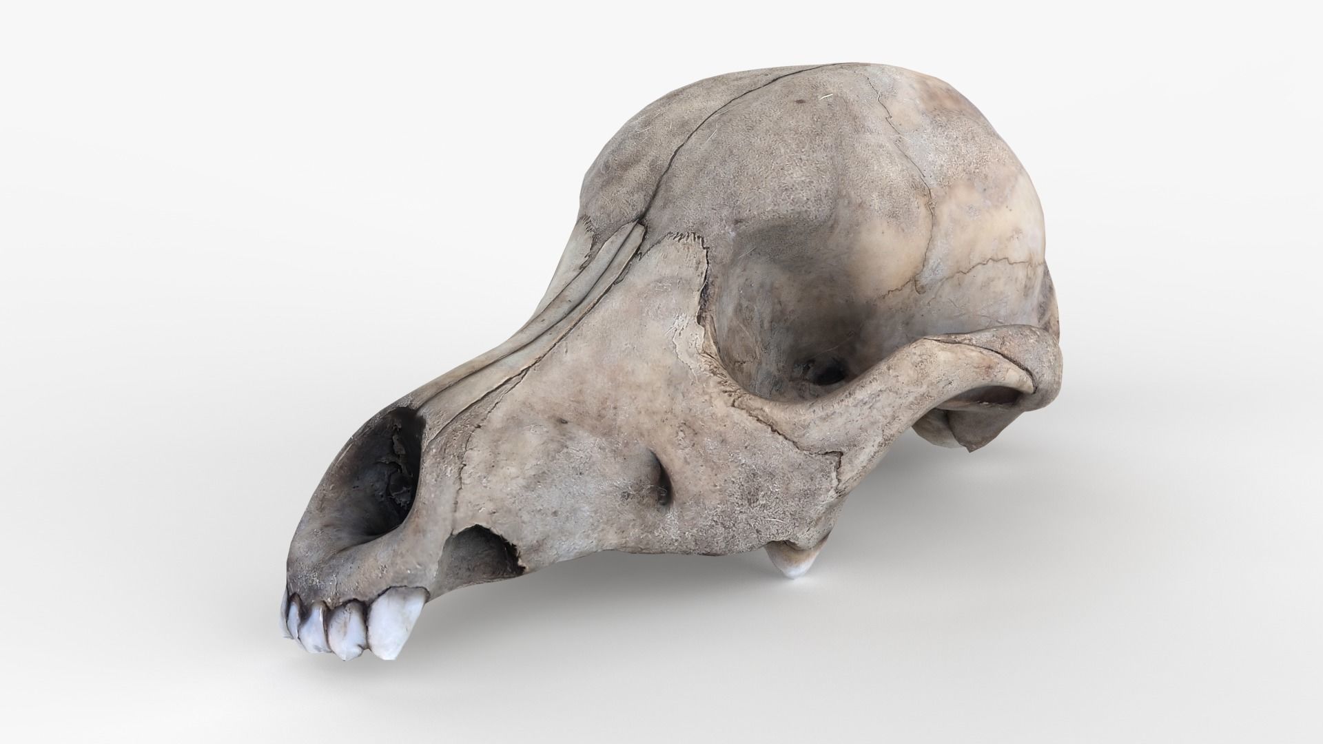 Real Dog Skull Scan Low-poly 3D model_1