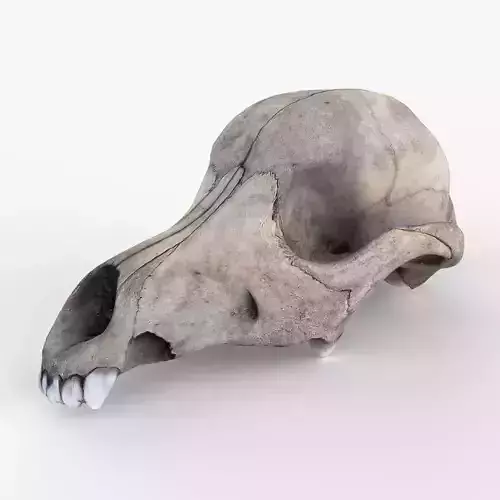 Real Dog Skull Scan