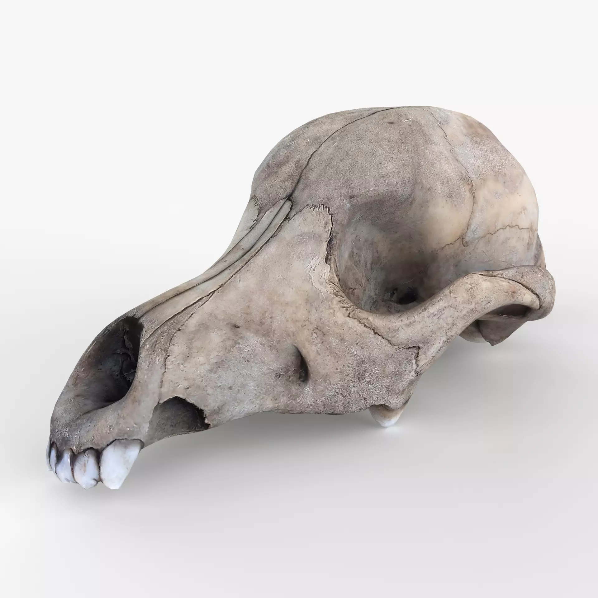 Real Dog Skull Scan Low-poly 3D model_0