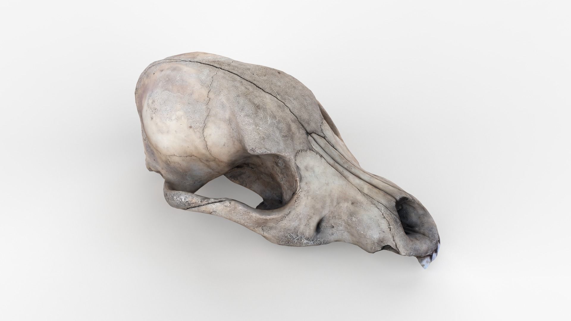 Real Dog Skull Scan Low-poly 3D model_11