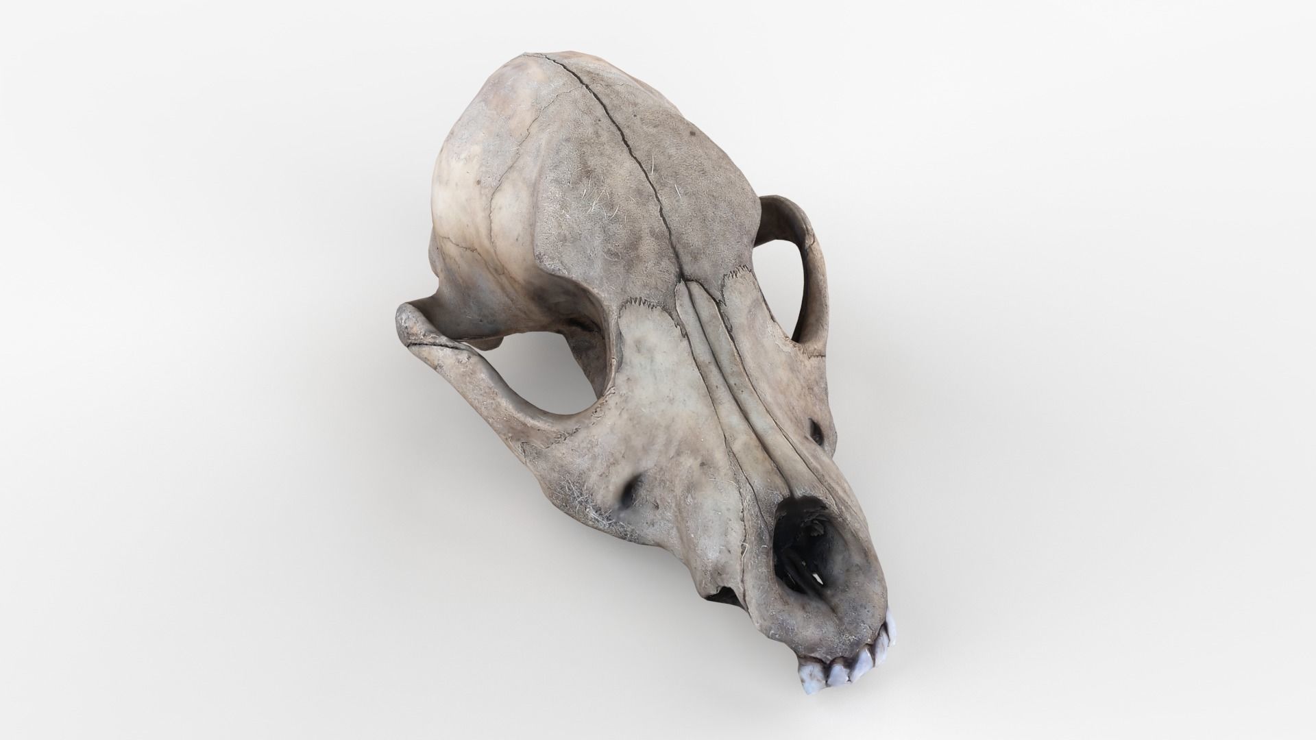 Real Dog Skull Scan Low-poly 3D model_9