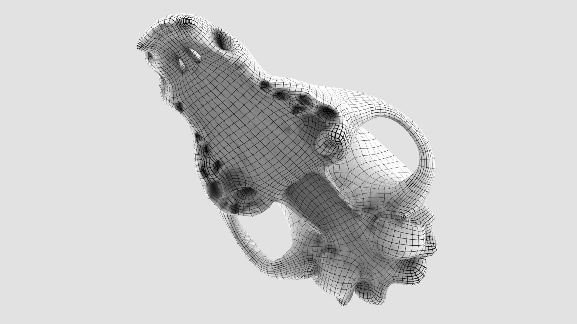 Real Dog Skull Scan Low-poly 3D model_16