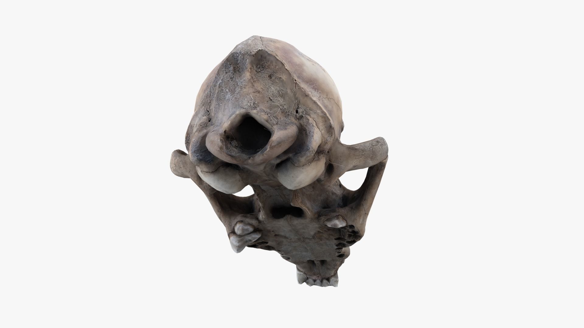 Real Dog Skull Scan Low-poly 3D model_5