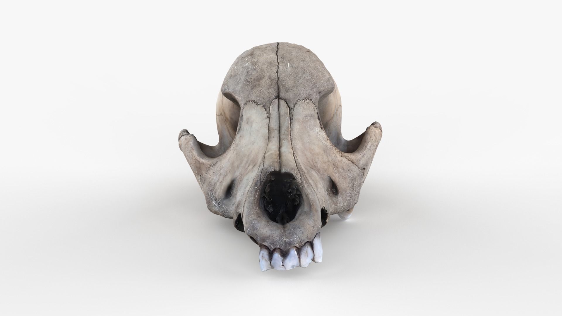 Real Dog Skull Scan Low-poly 3D model_3
