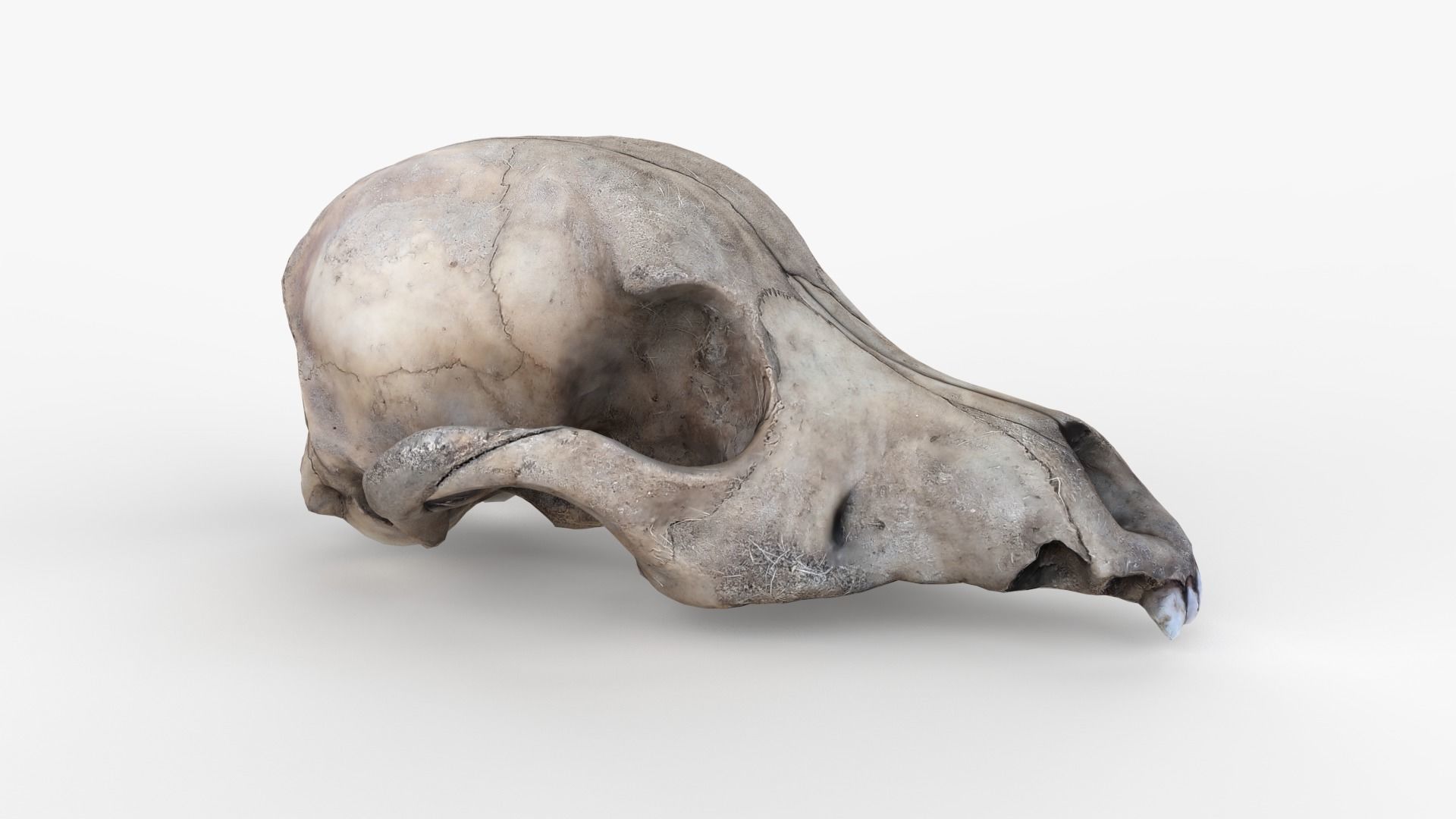 Real Dog Skull Scan Low-poly 3D model_4