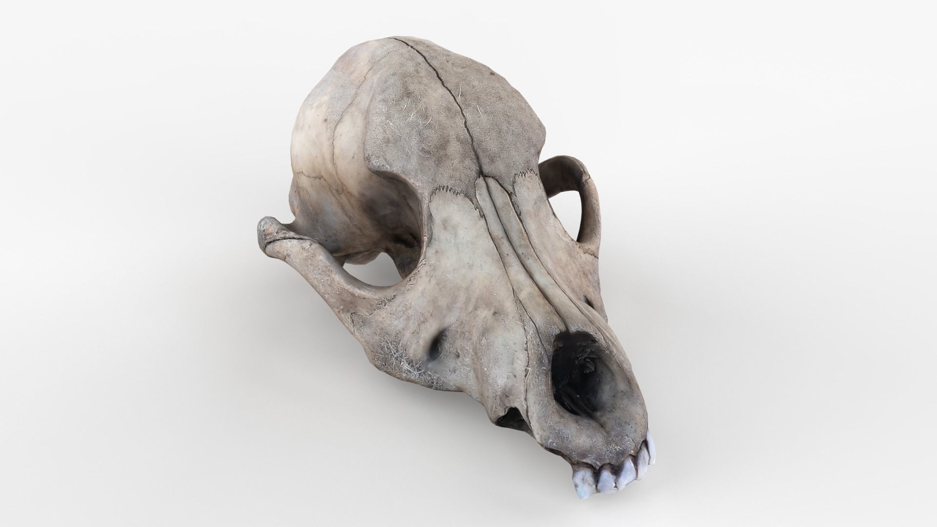 Real Dog Skull Scan Low-poly 3D model_2