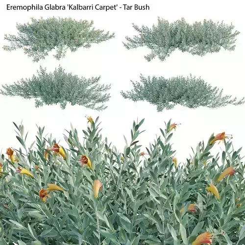 Eremophila Glabra Kalbarri Carpet - Tar Bush