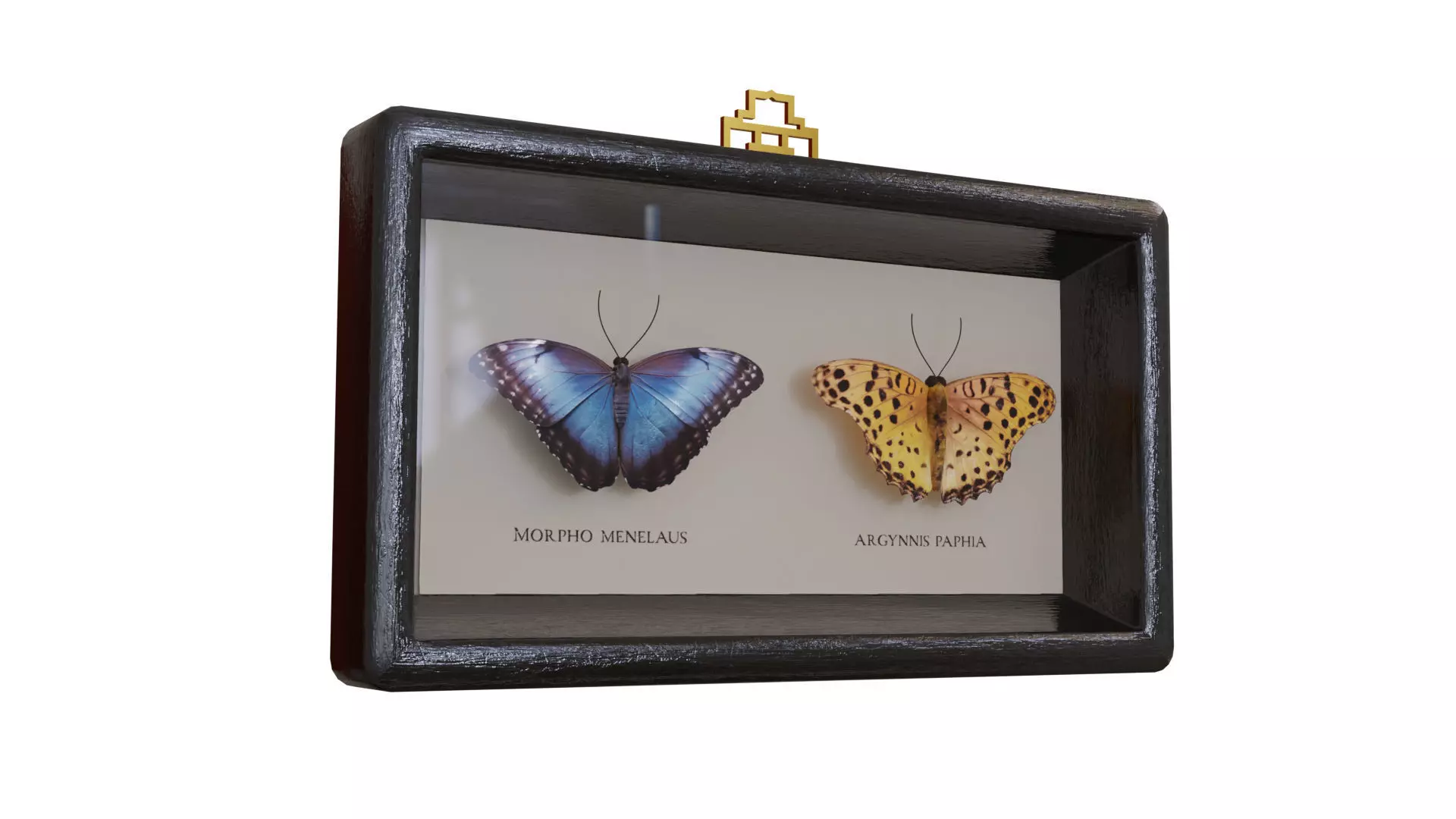 Display Case with two butterflies 3D model_0