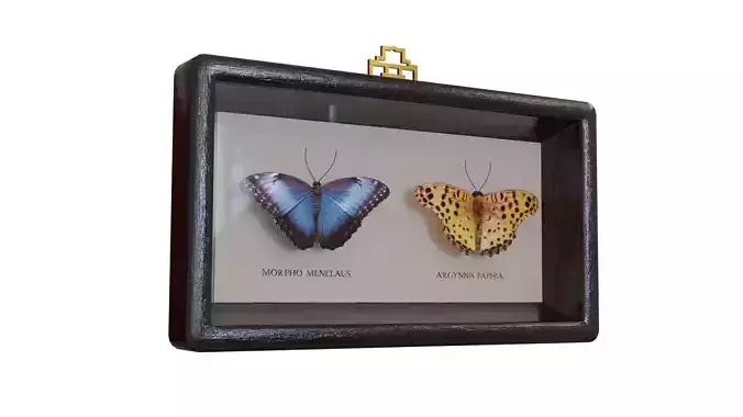 Display Case with two butterflies 3D model