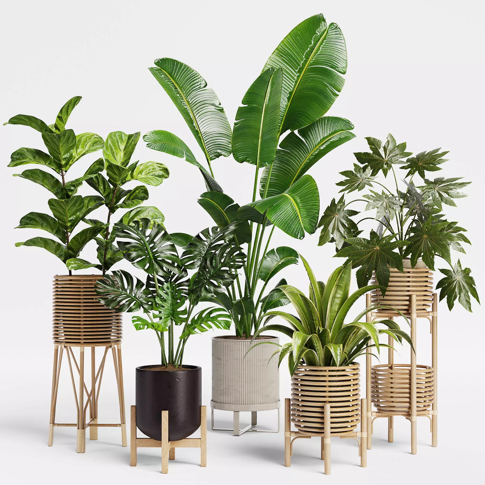 Indoor Plant Set 12 3D model_0