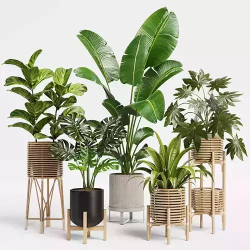 Indoor Plant Set 12