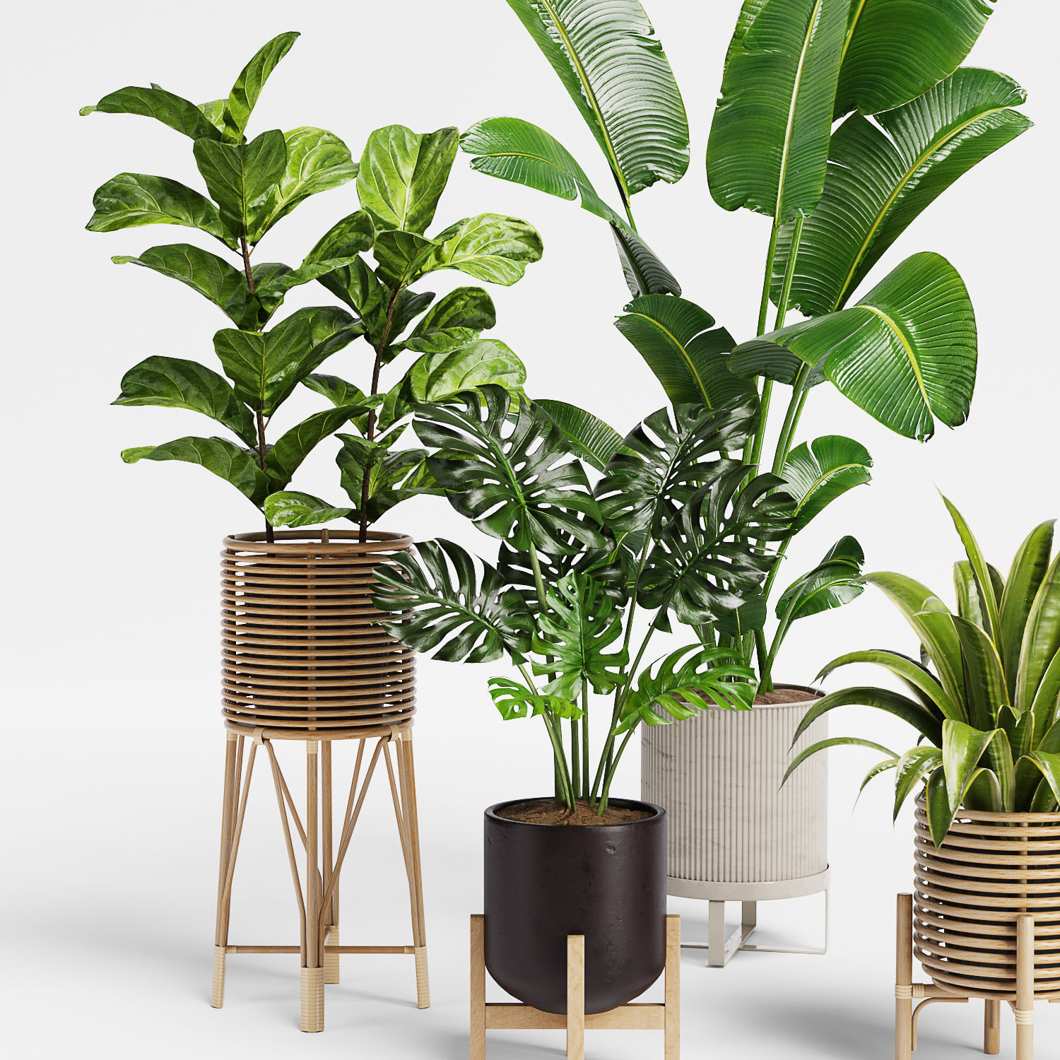 Indoor Plant Set 12 3D model_2