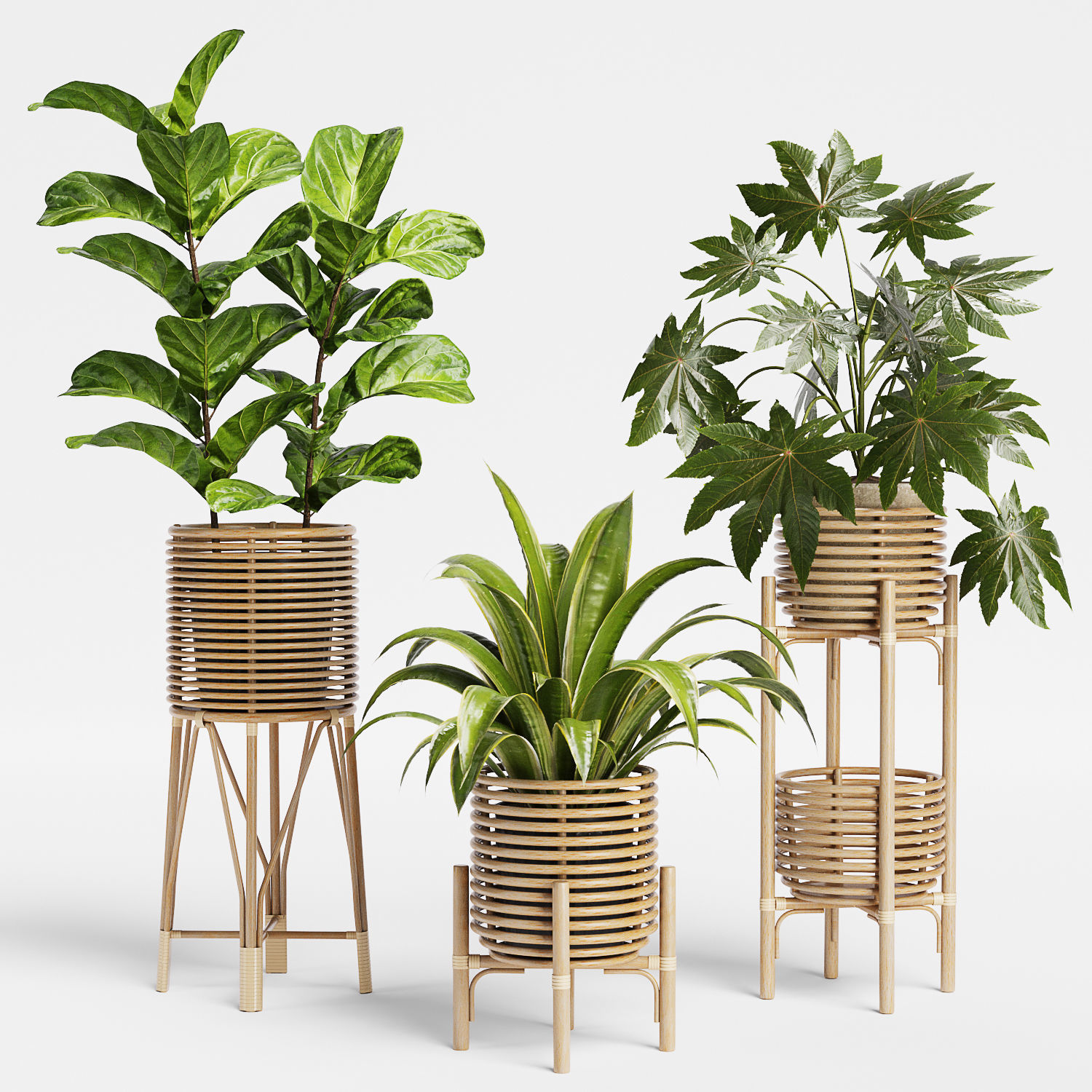 Indoor Plant Set 12 3D model_4