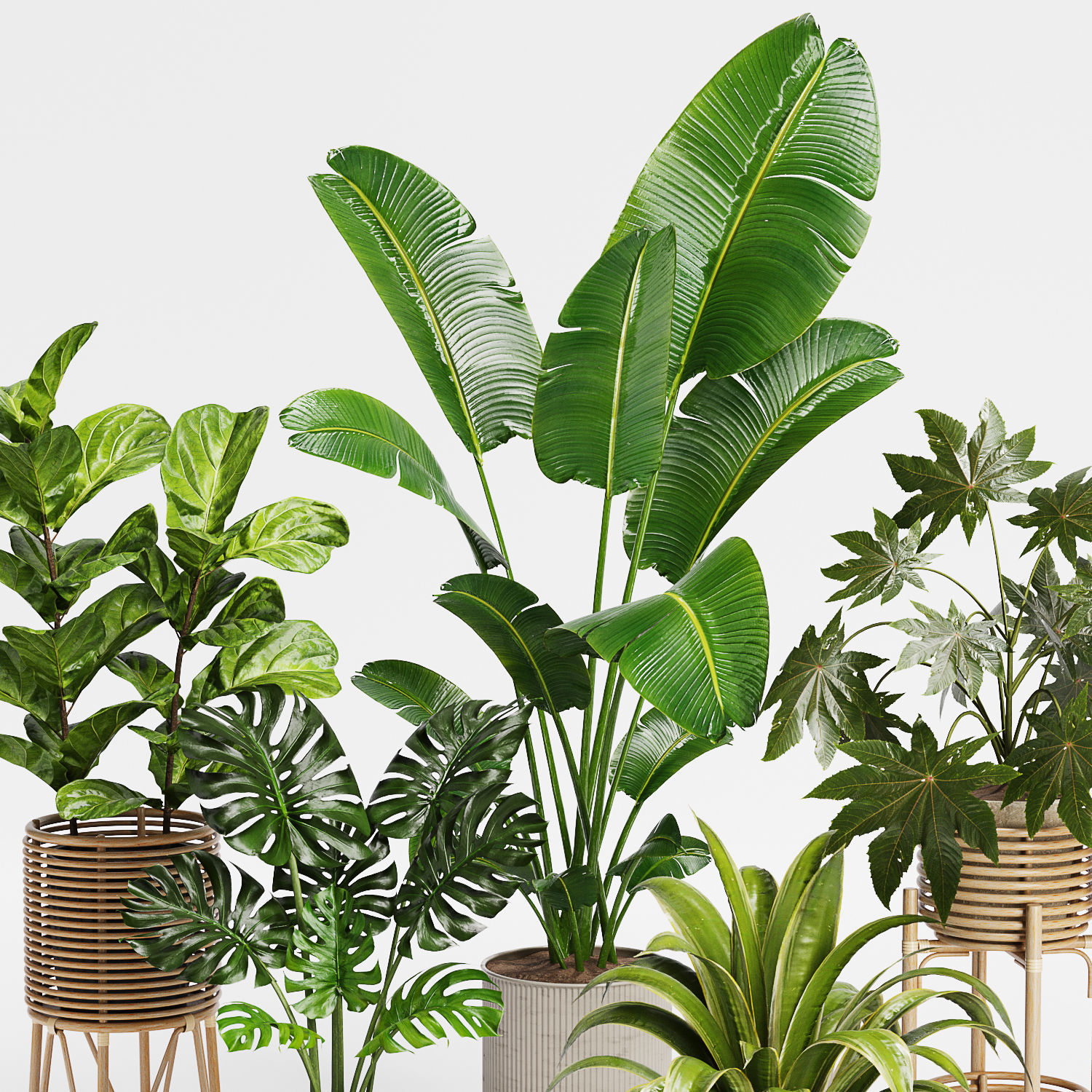 Indoor Plant Set 12 3D model_3