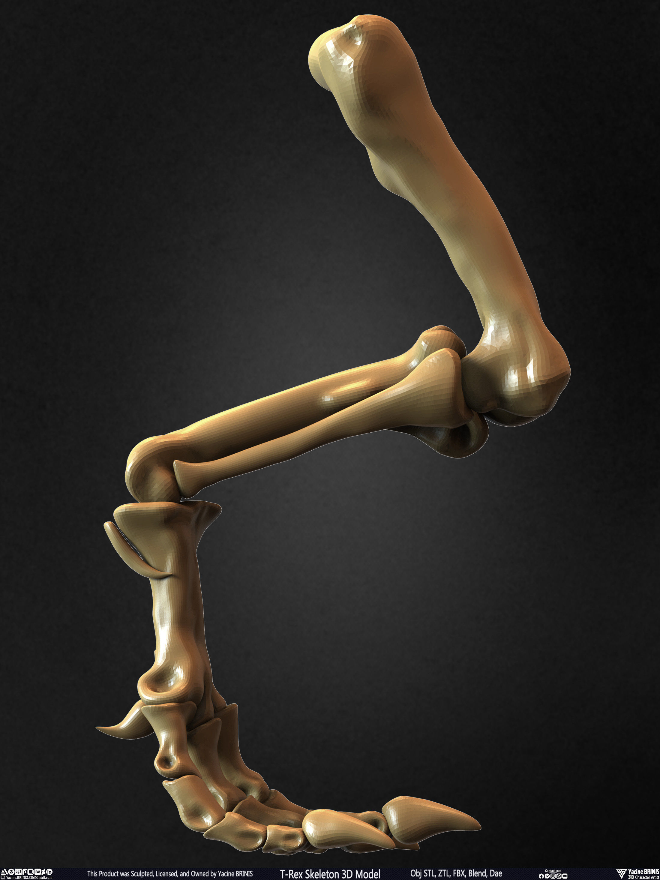 T-Rex Skeleton 3D Model  3D print model_36