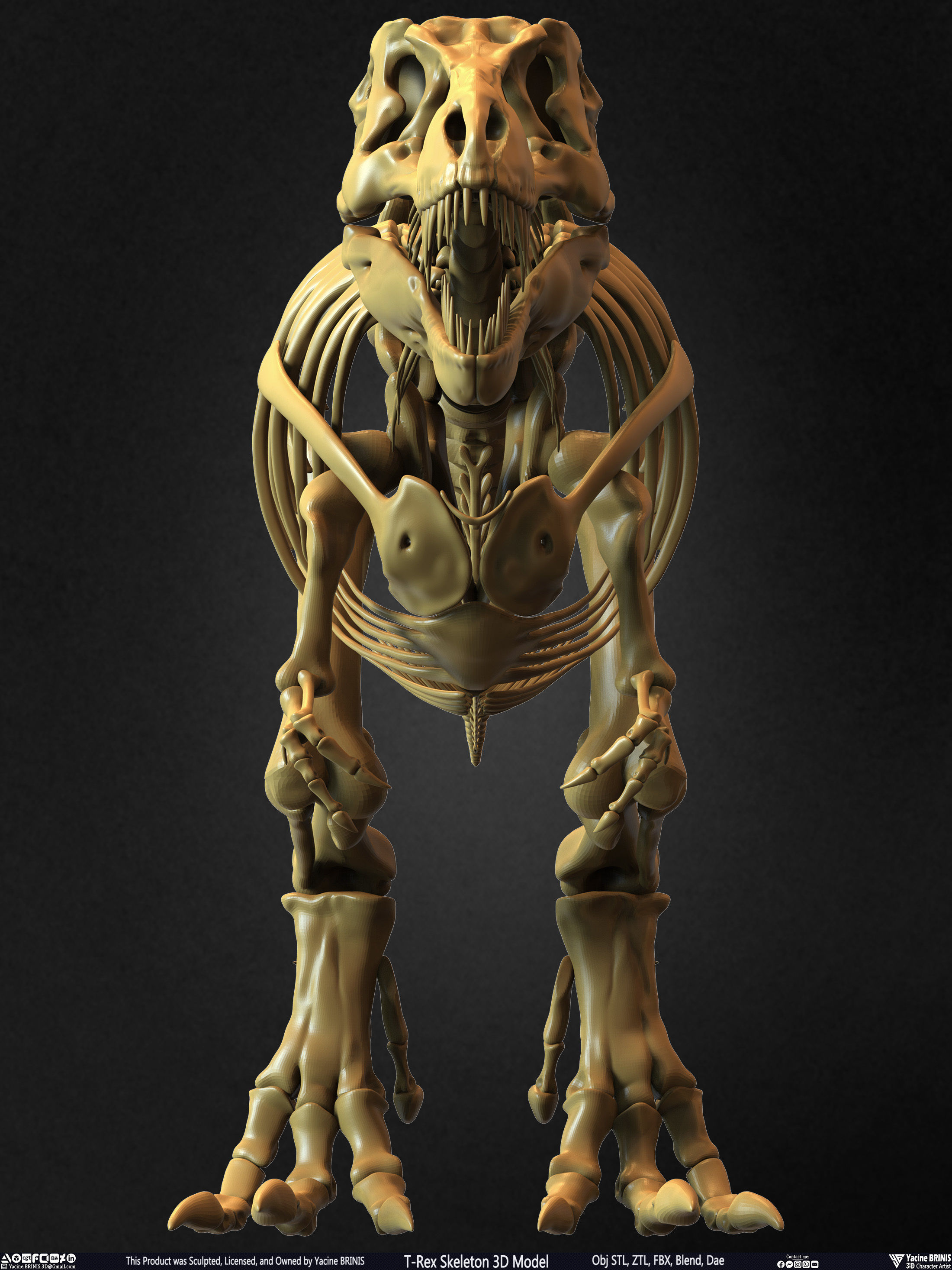 T-Rex Skeleton 3D Model  3D print model_23