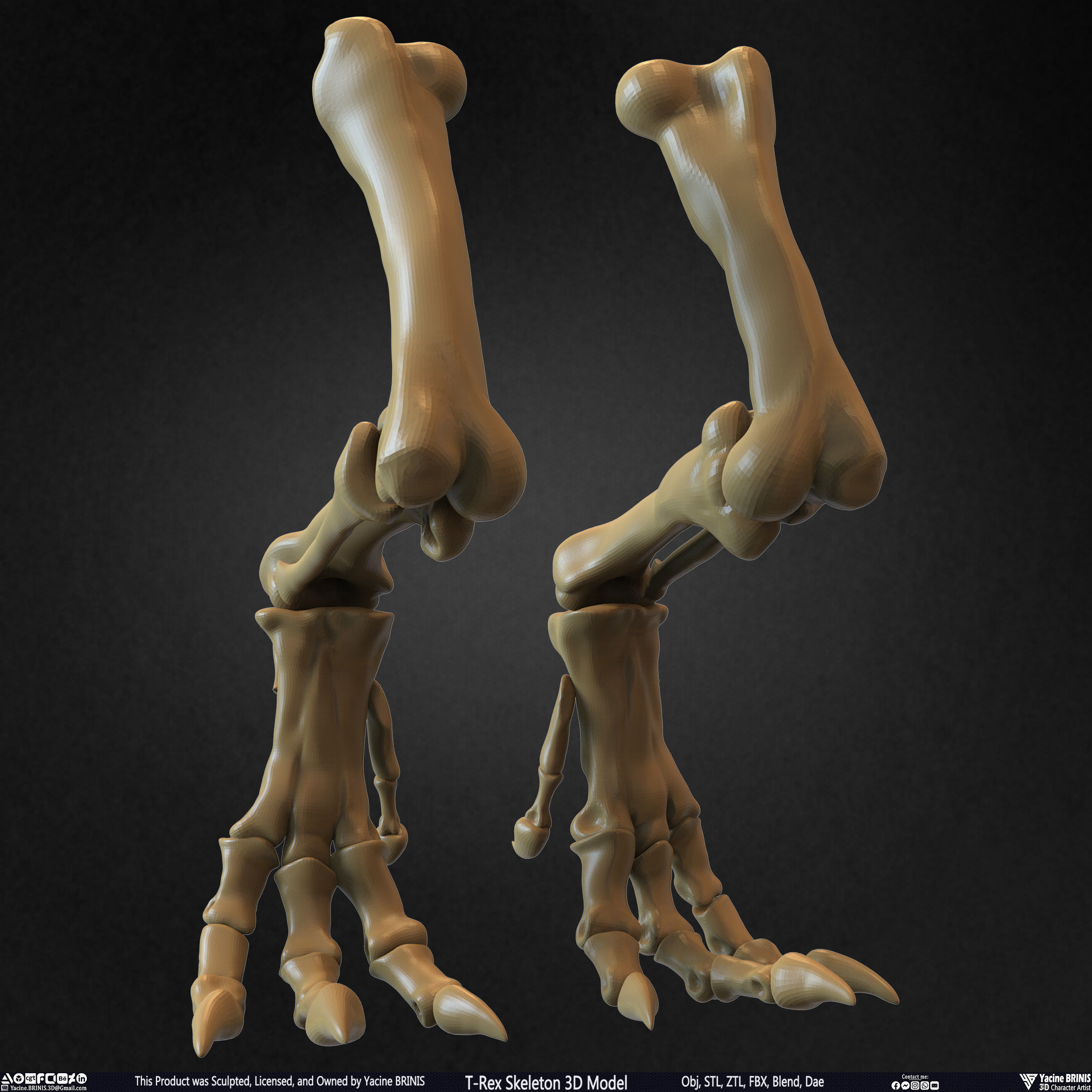 T-Rex Skeleton 3D Model  3D print model_34