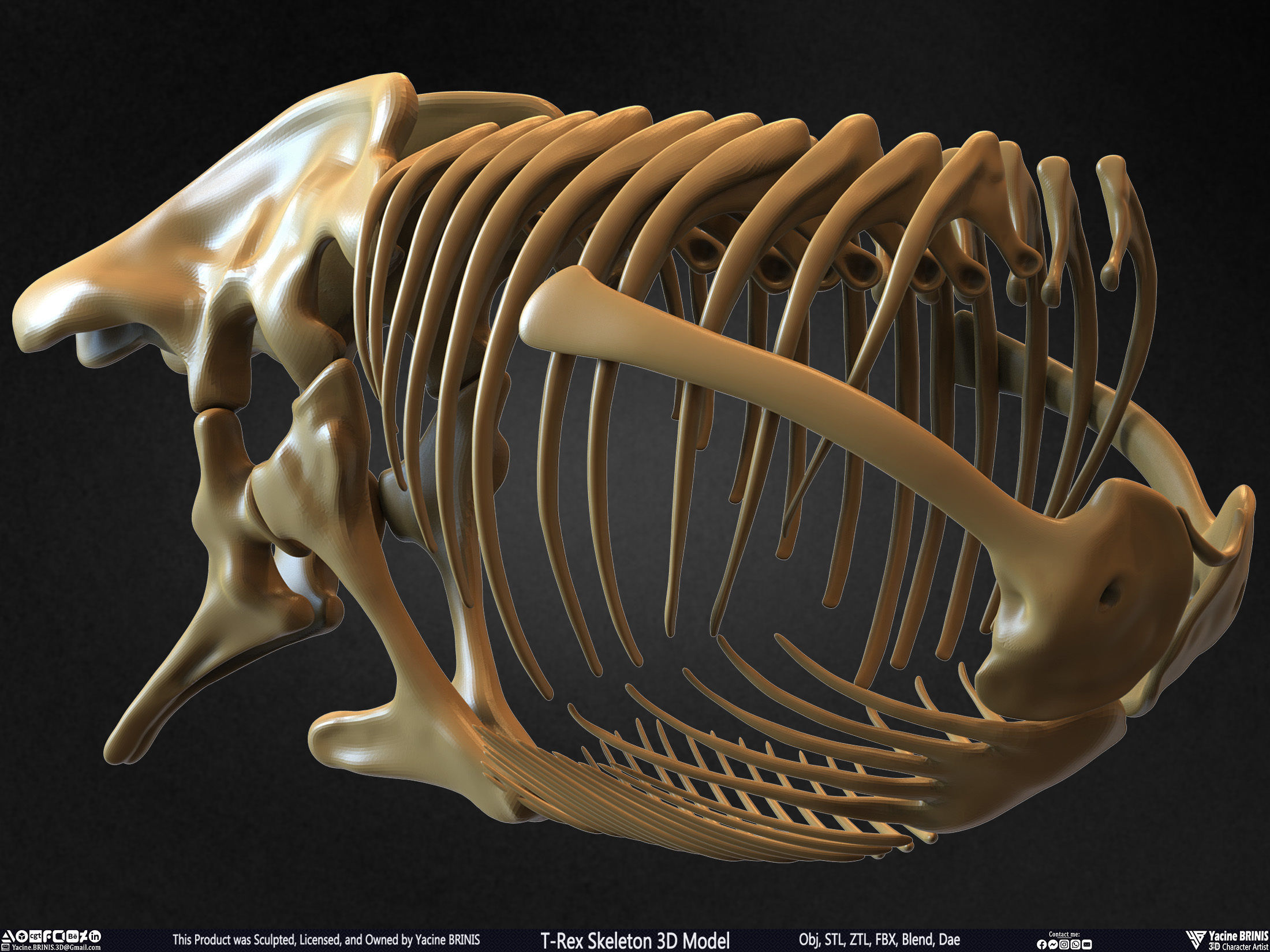 T-Rex Skeleton 3D Model  3D print model_43