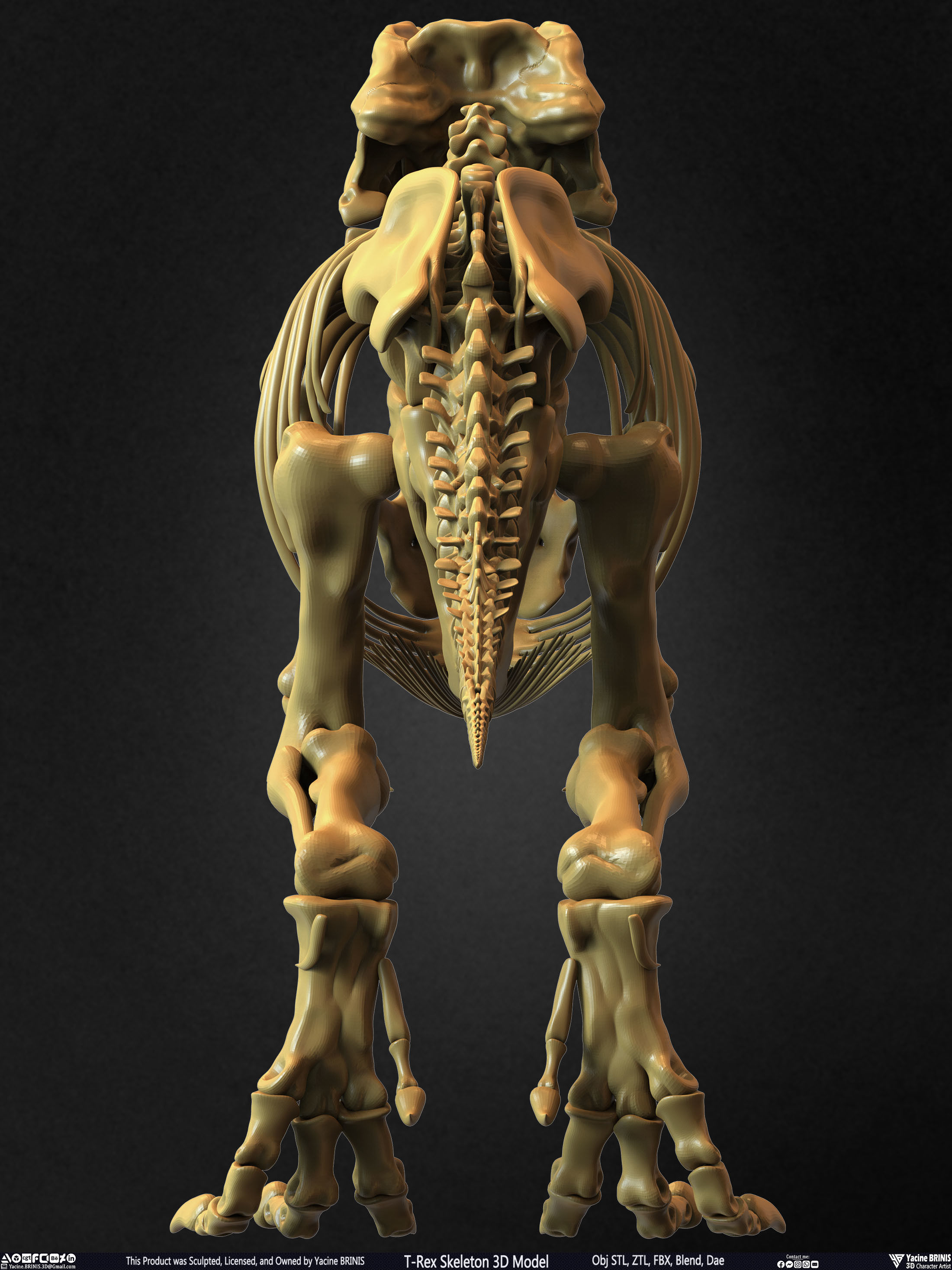 T-Rex Skeleton 3D Model  3D print model_11