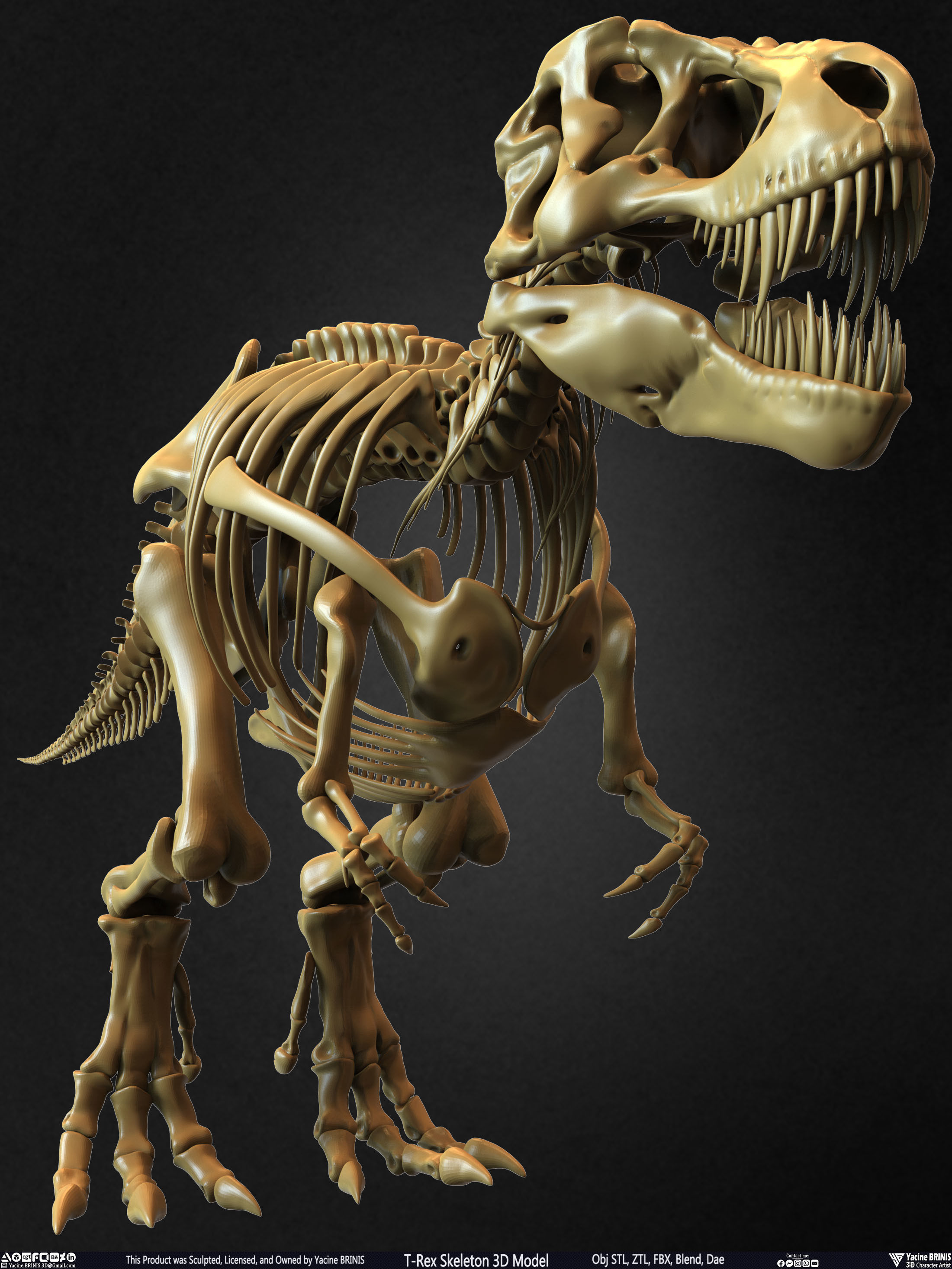 T-Rex Skeleton 3D Model  3D print model_2