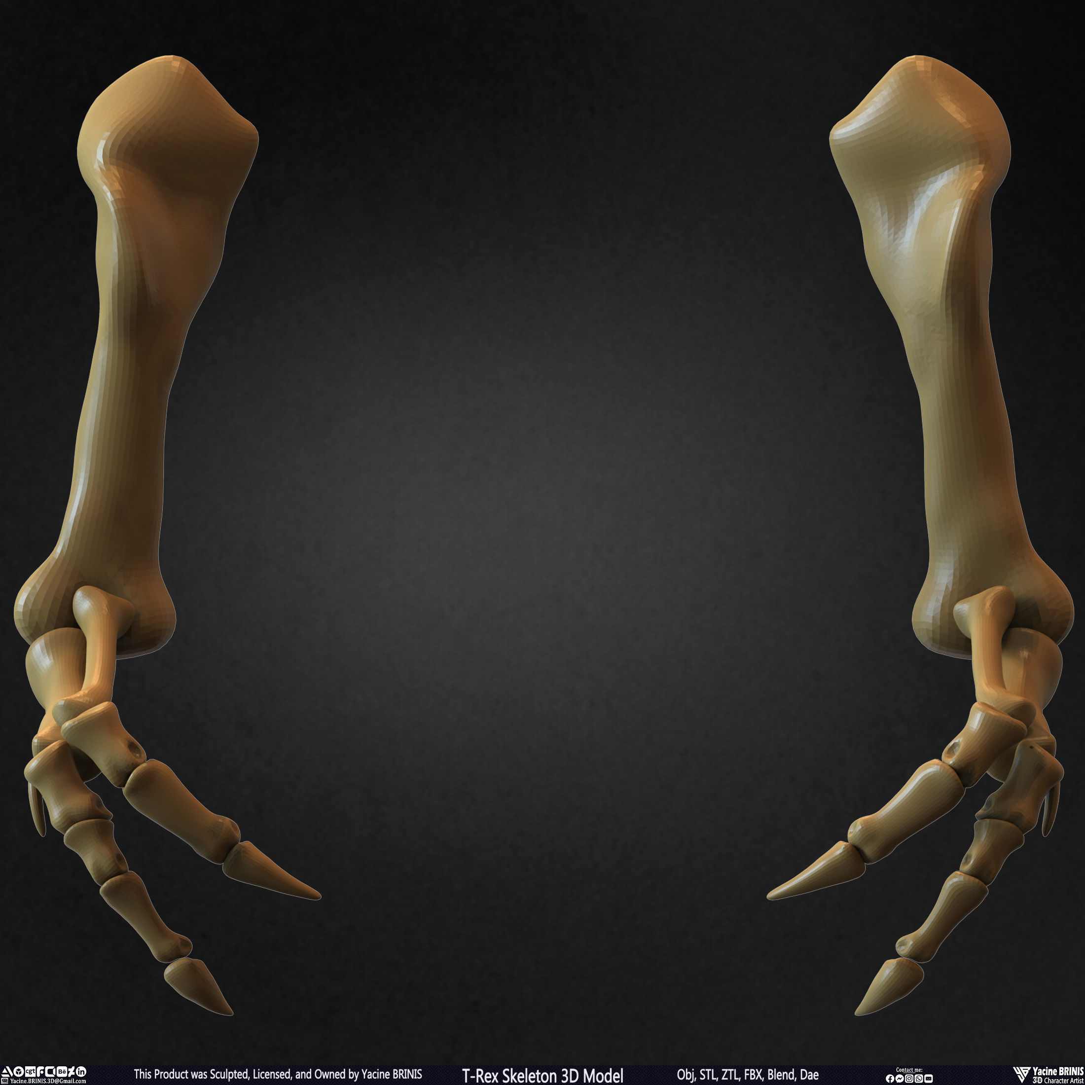 T-Rex Skeleton 3D Model  3D print model_39