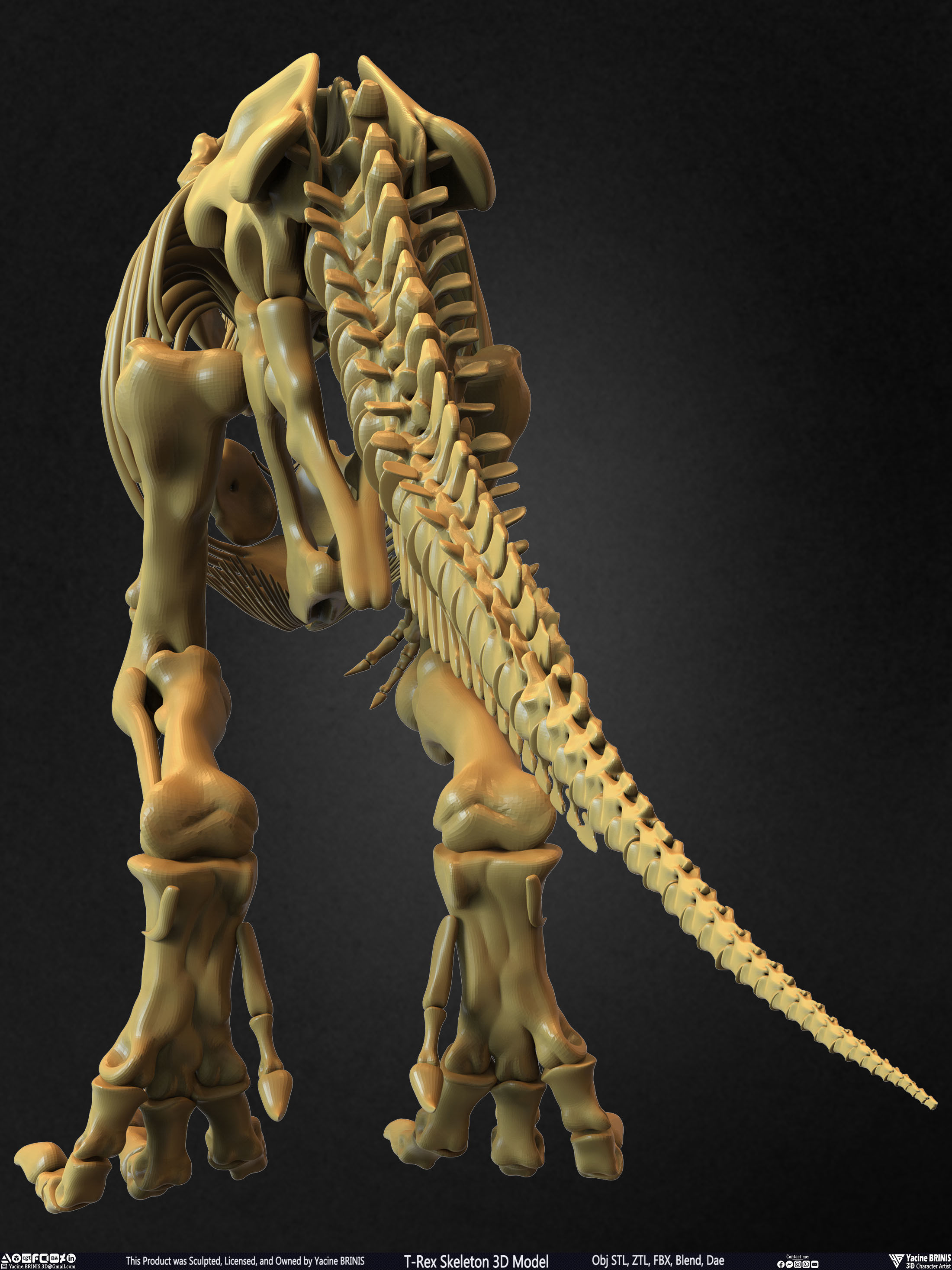 T-Rex Skeleton 3D Model  3D print model_12