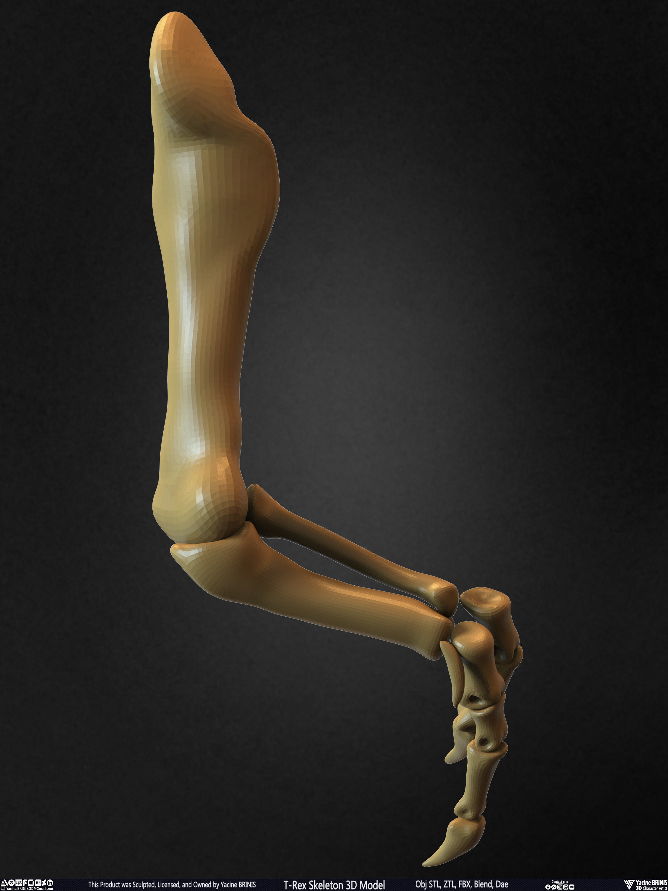 T-Rex Skeleton 3D Model  3D print model_41