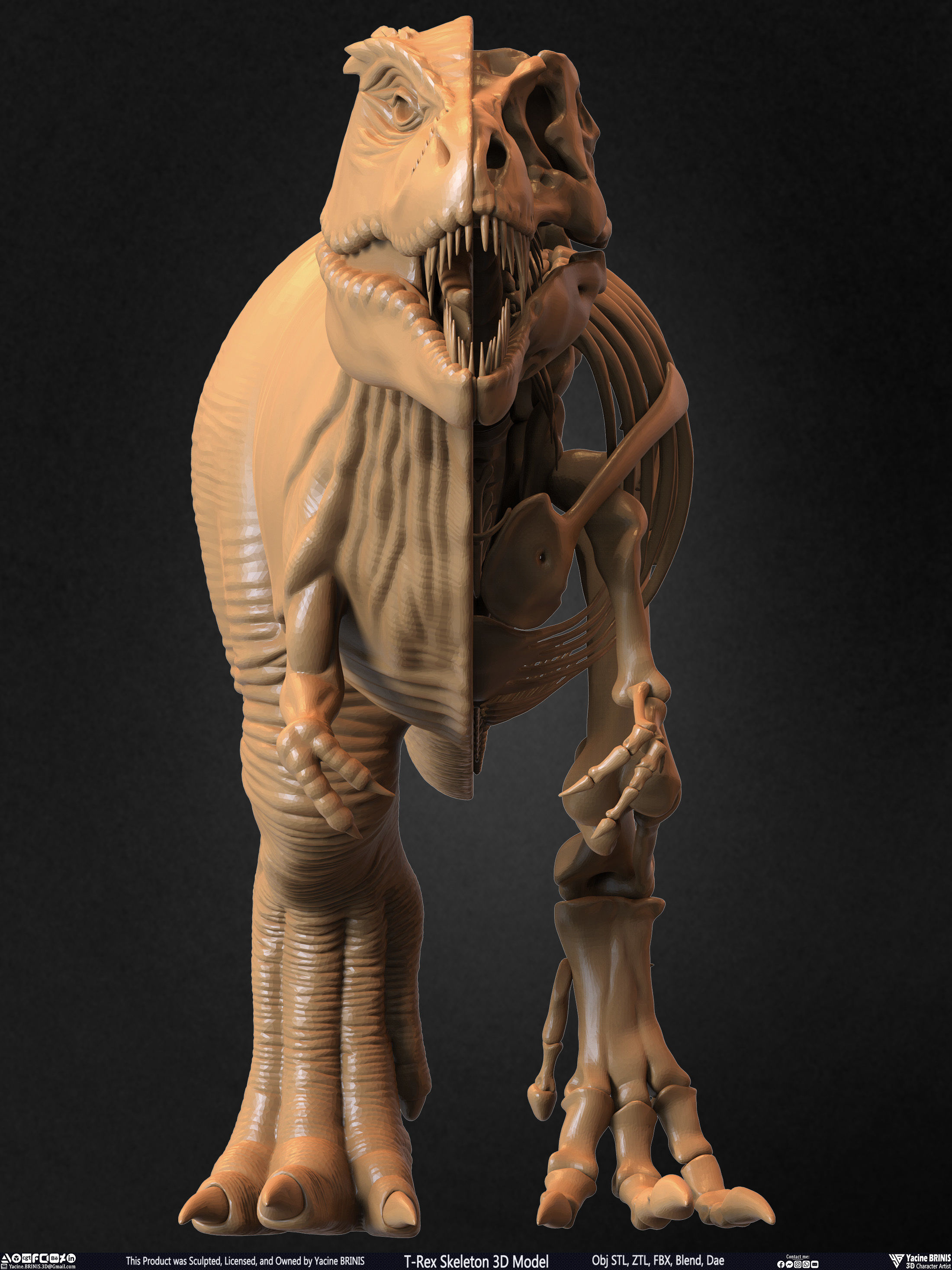 T-Rex Skeleton 3D Model  3D print model_50
