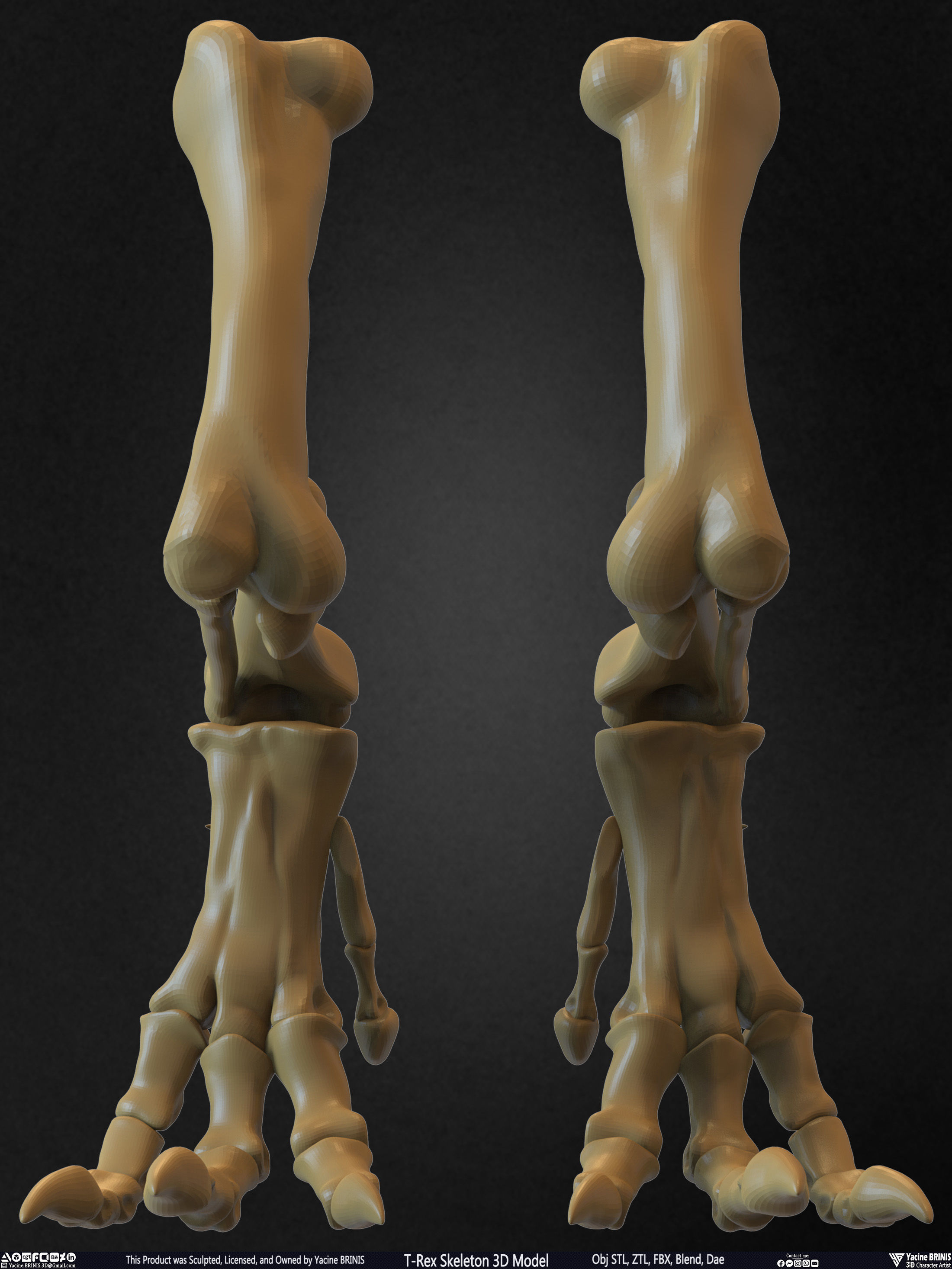 T-Rex Skeleton 3D Model  3D print model_38