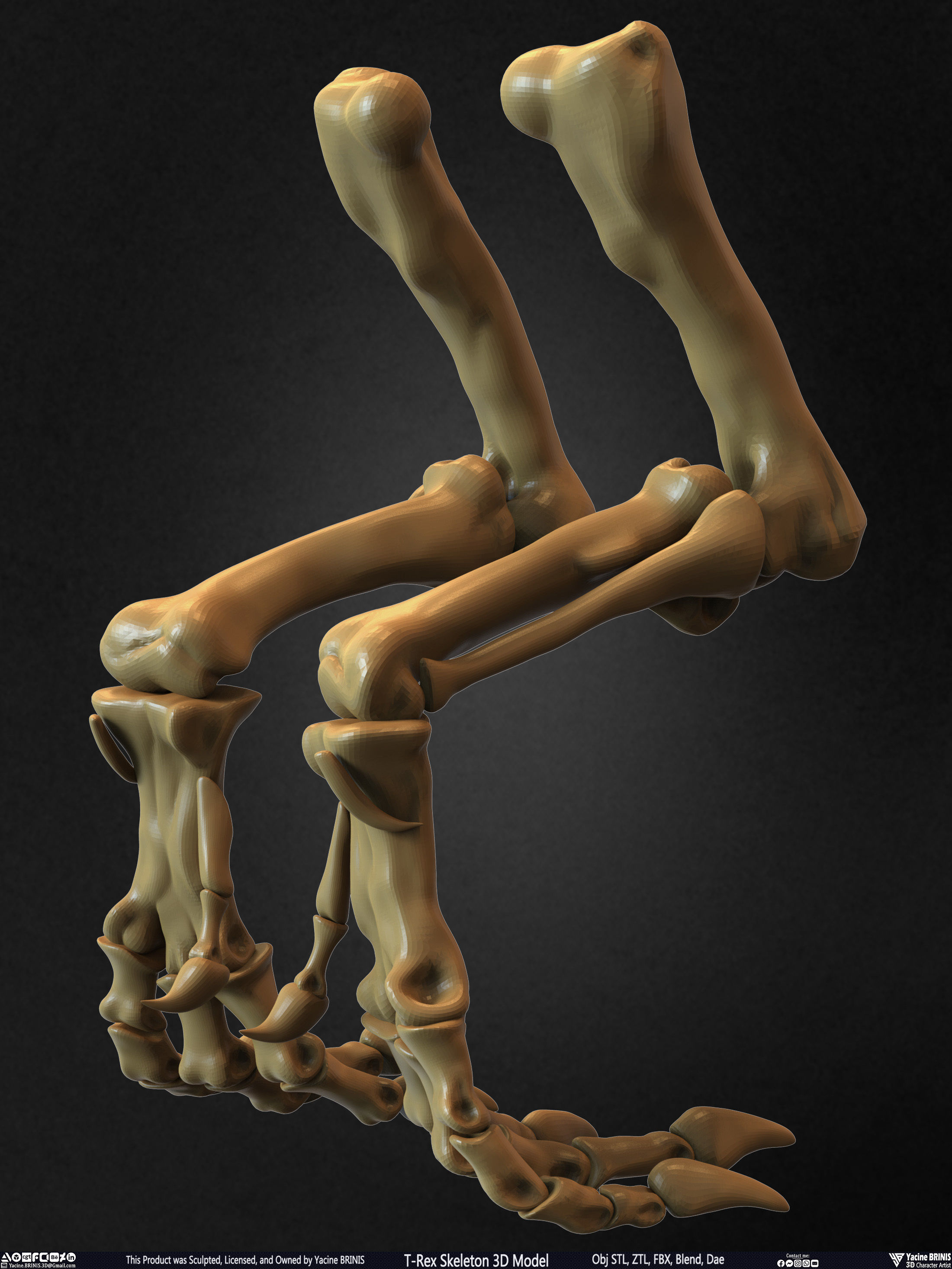 T-Rex Skeleton 3D Model  3D print model_37