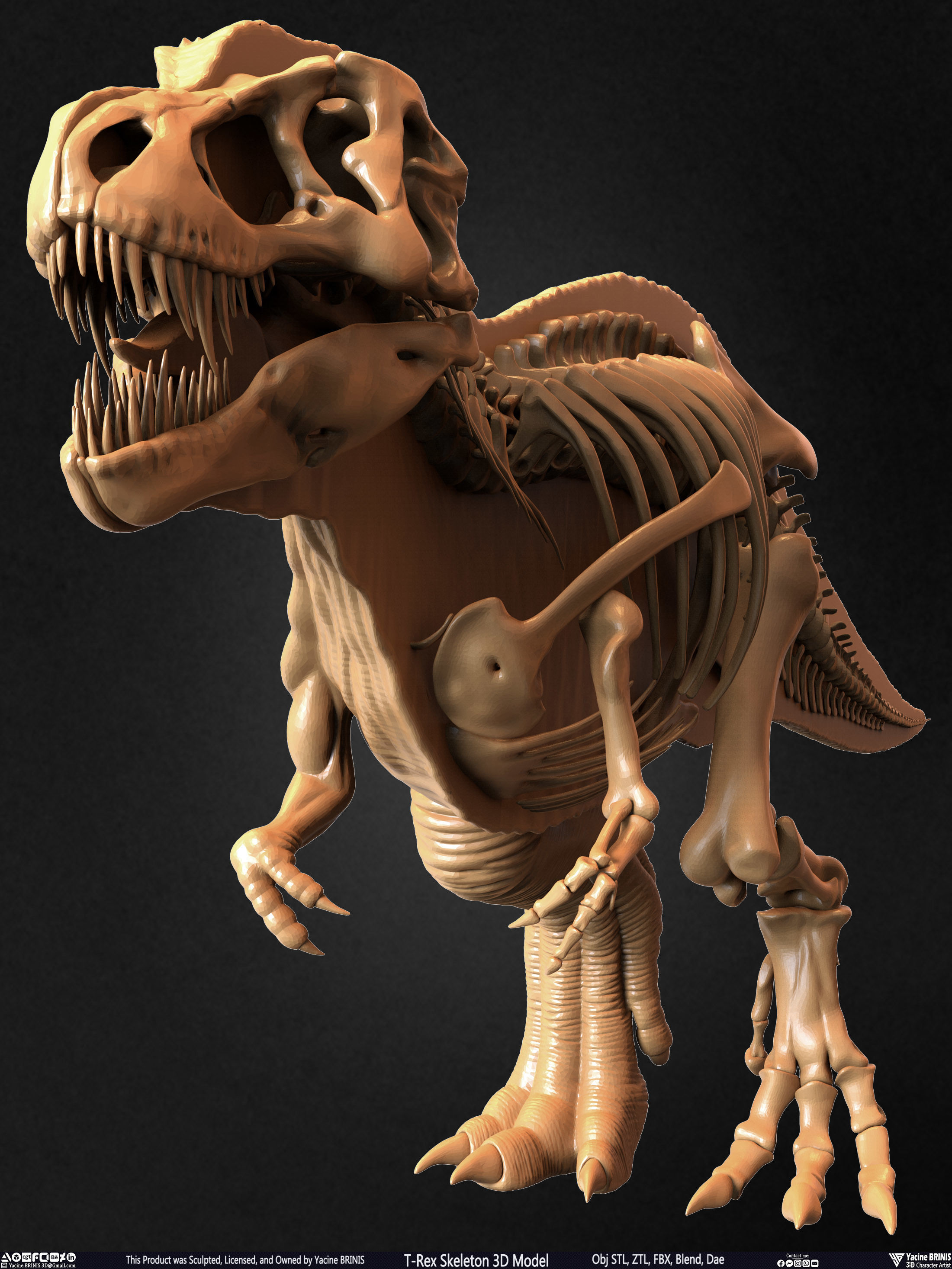 T-Rex Skeleton 3D Model  3D print model_46