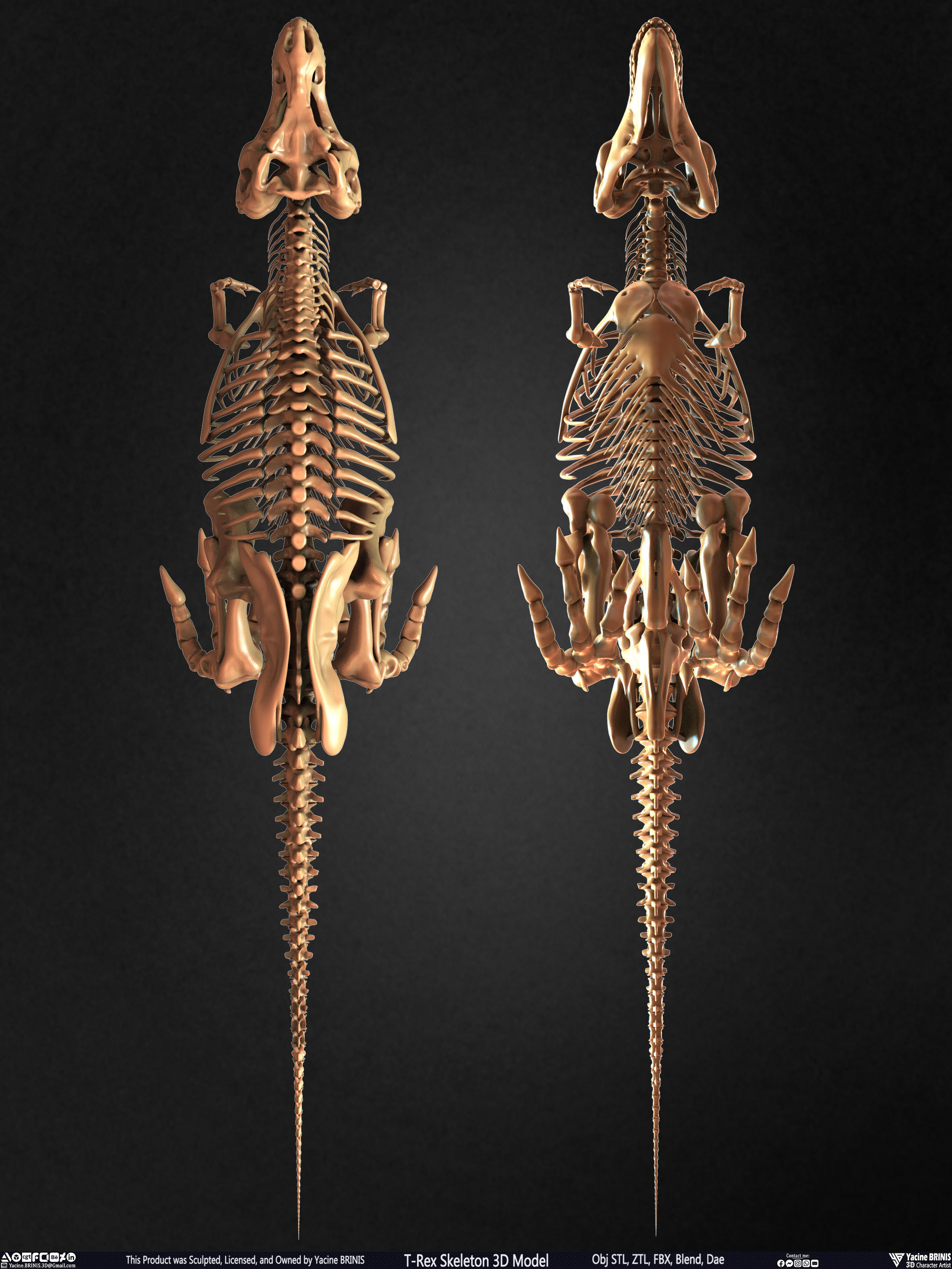 T-Rex Skeleton 3D Model  3D print model_25