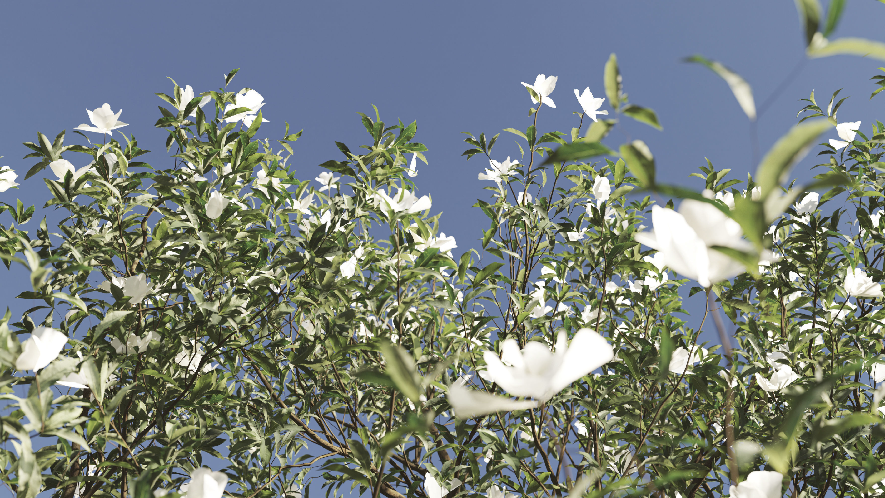 2 Michelia Maudiae Tree Set 3D model_4