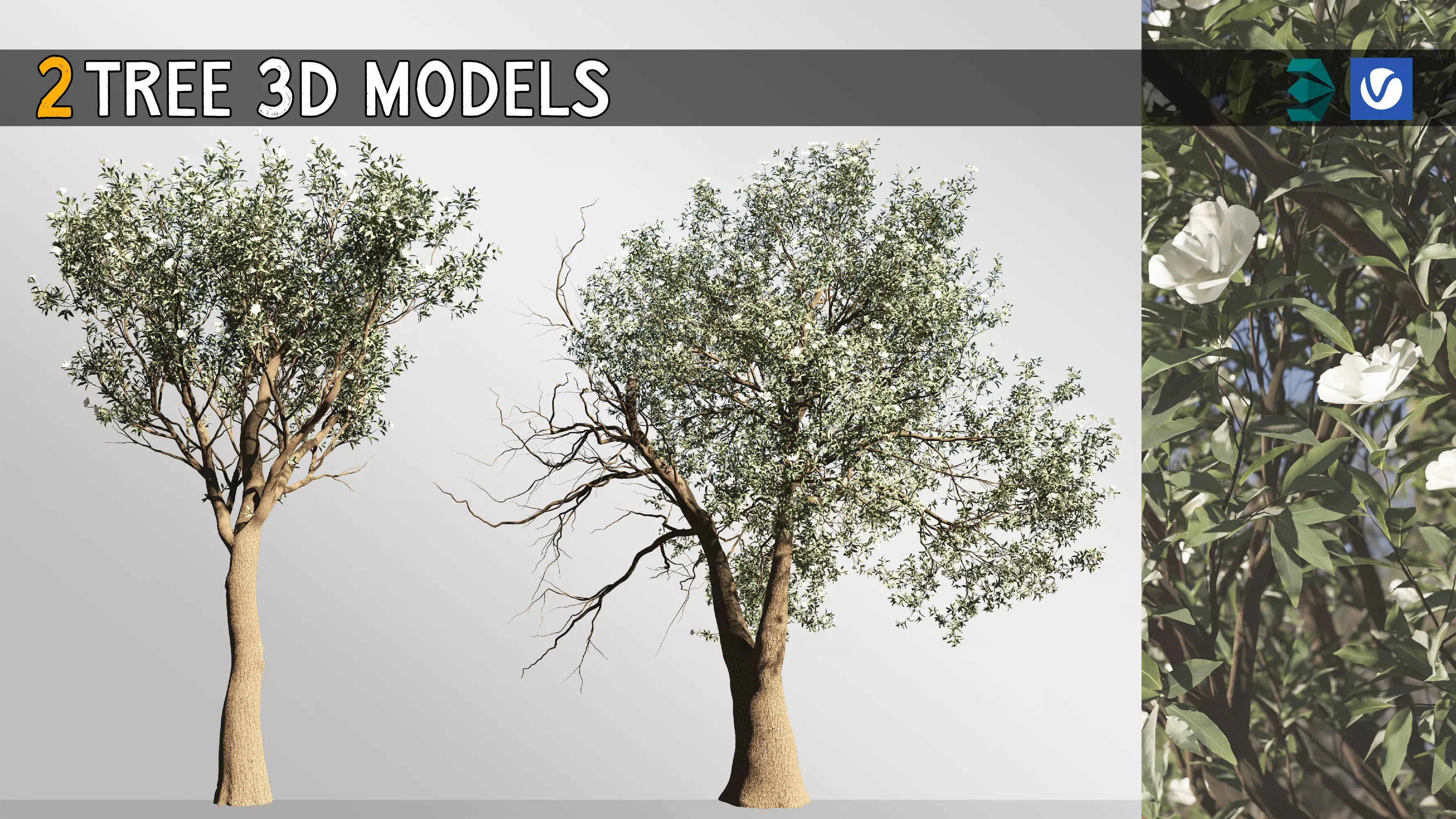 2 Michelia Maudiae Tree Set 3D model_0