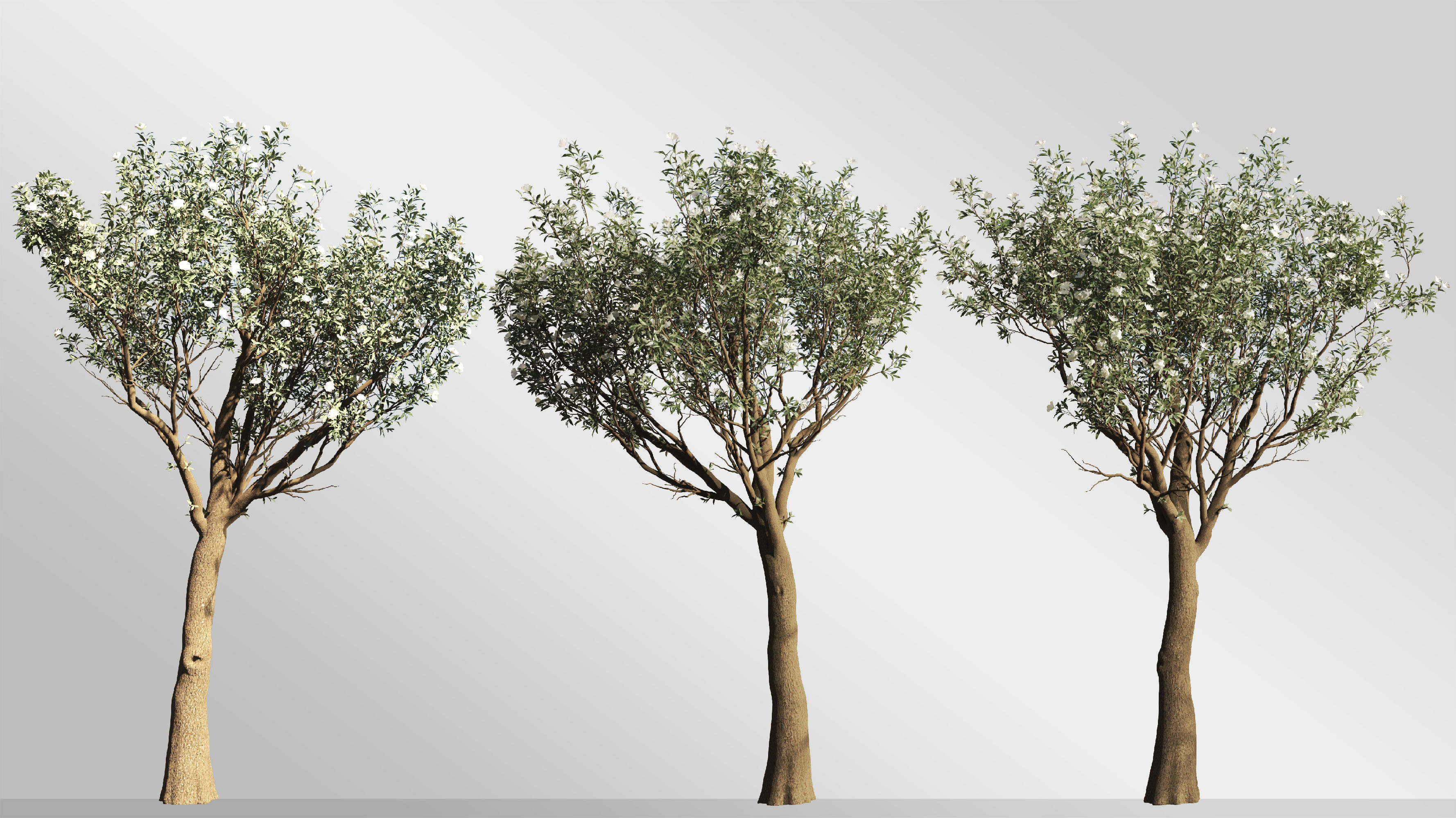 2 Michelia Maudiae Tree Set 3D model_1
