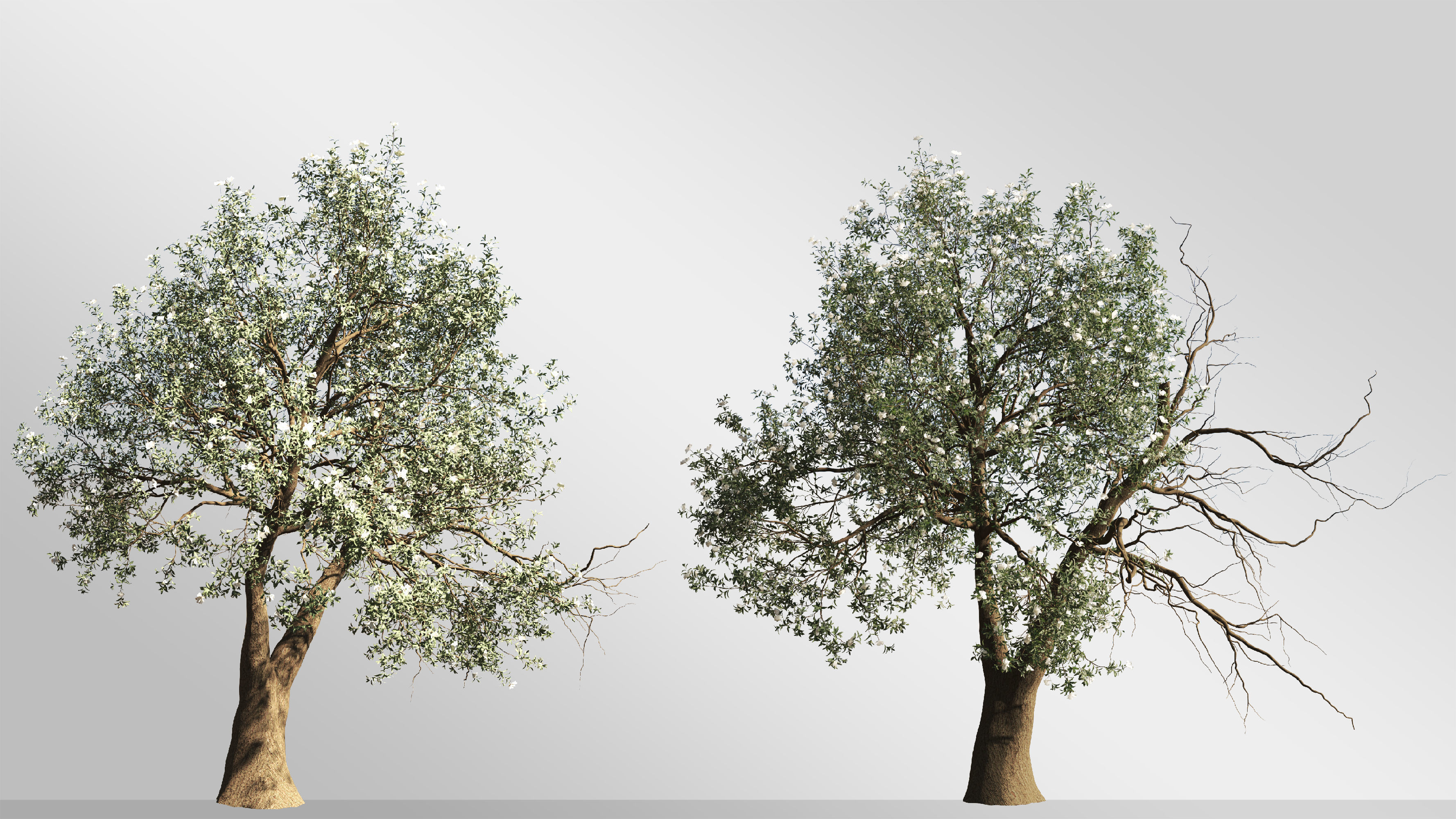 2 Michelia Maudiae Tree Set 3D model_2