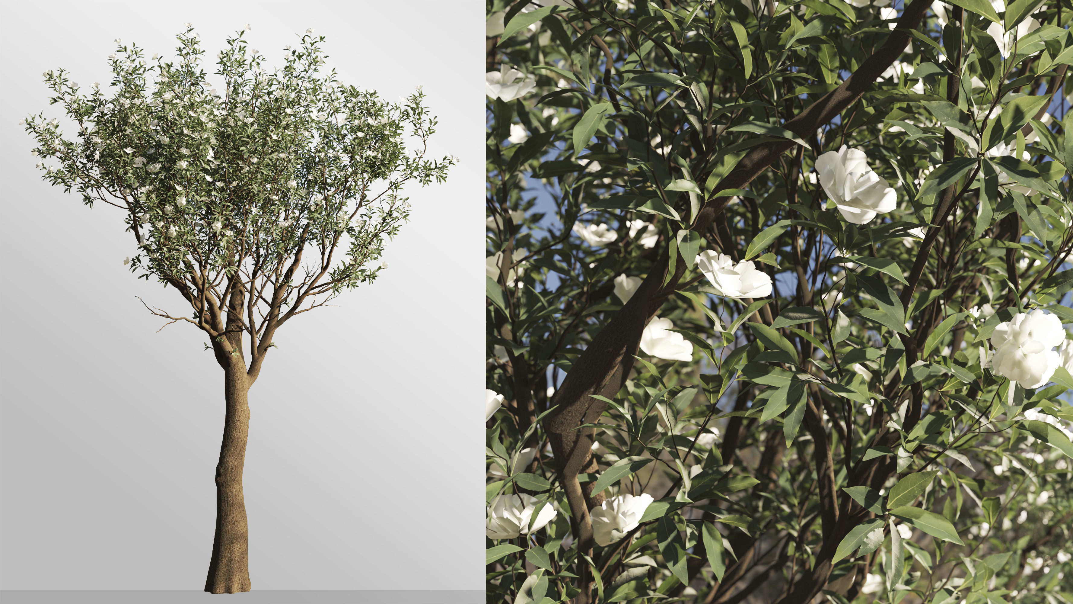 2 Michelia Maudiae Tree Set 3D model_6