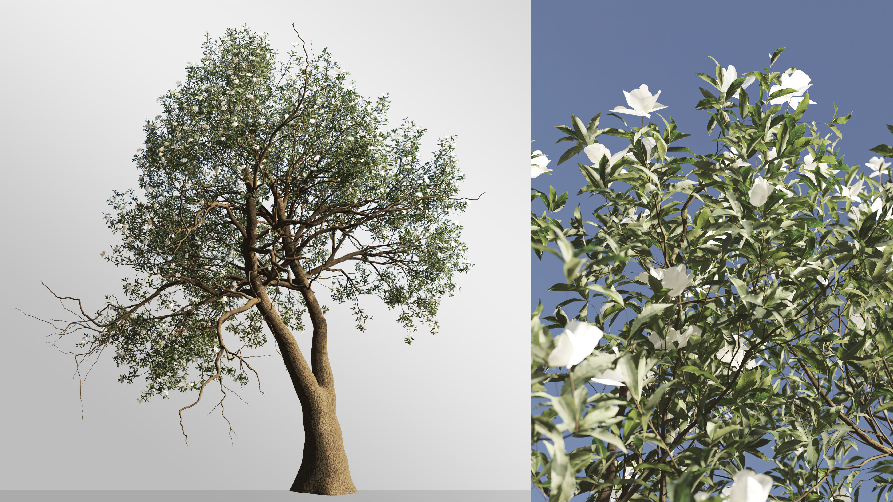 2 Michelia Maudiae Tree Set 3D model_3