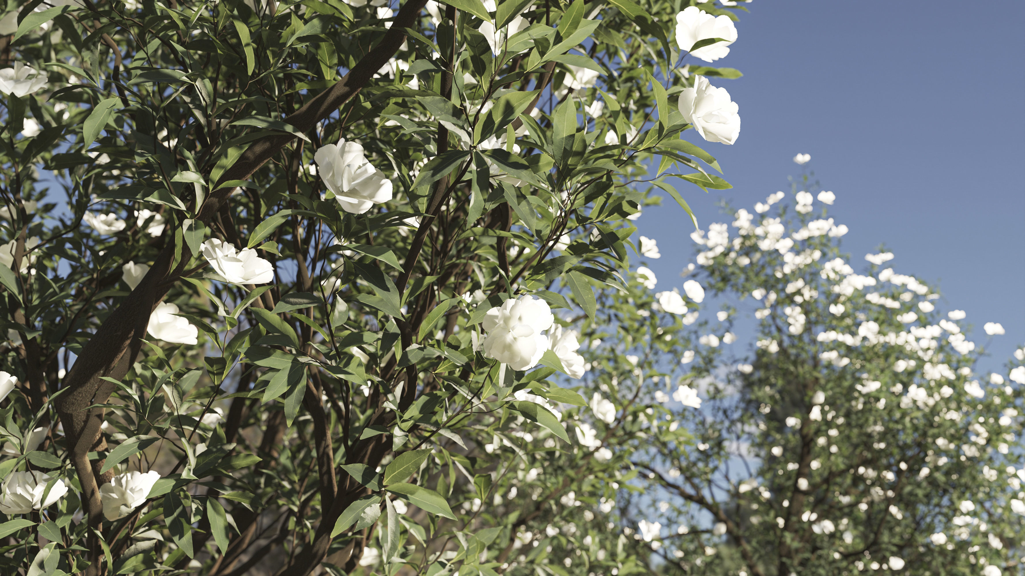 2 Michelia Maudiae Tree Set 3D model_5